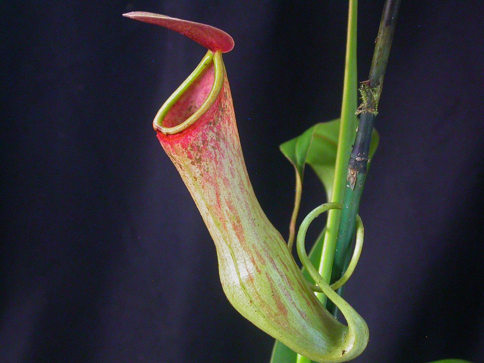 Meghalaya Nepenthes khasiana | Nature Infocus