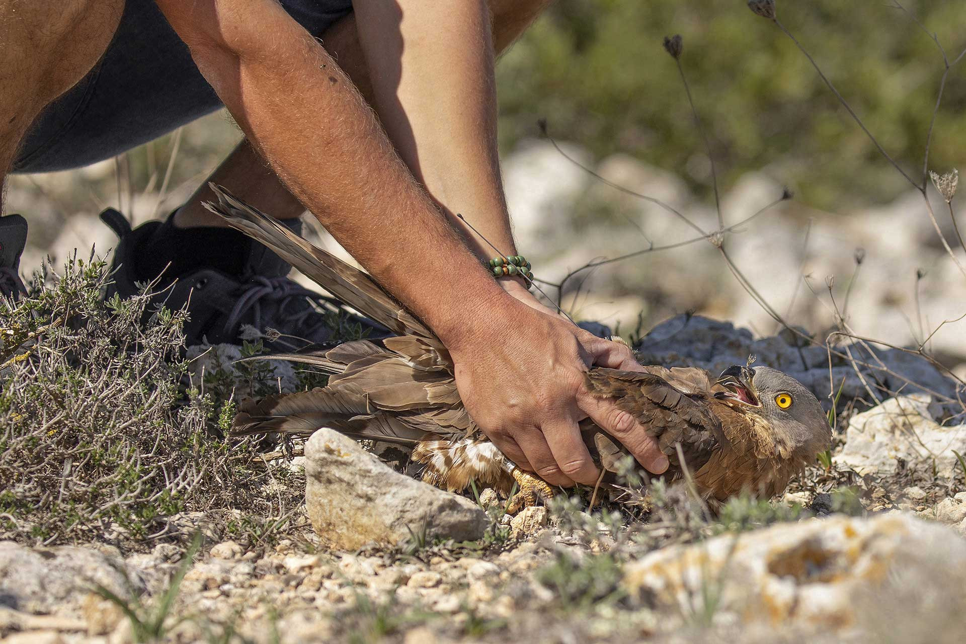 European Honey-buzzard rescued by Birdlife Malta