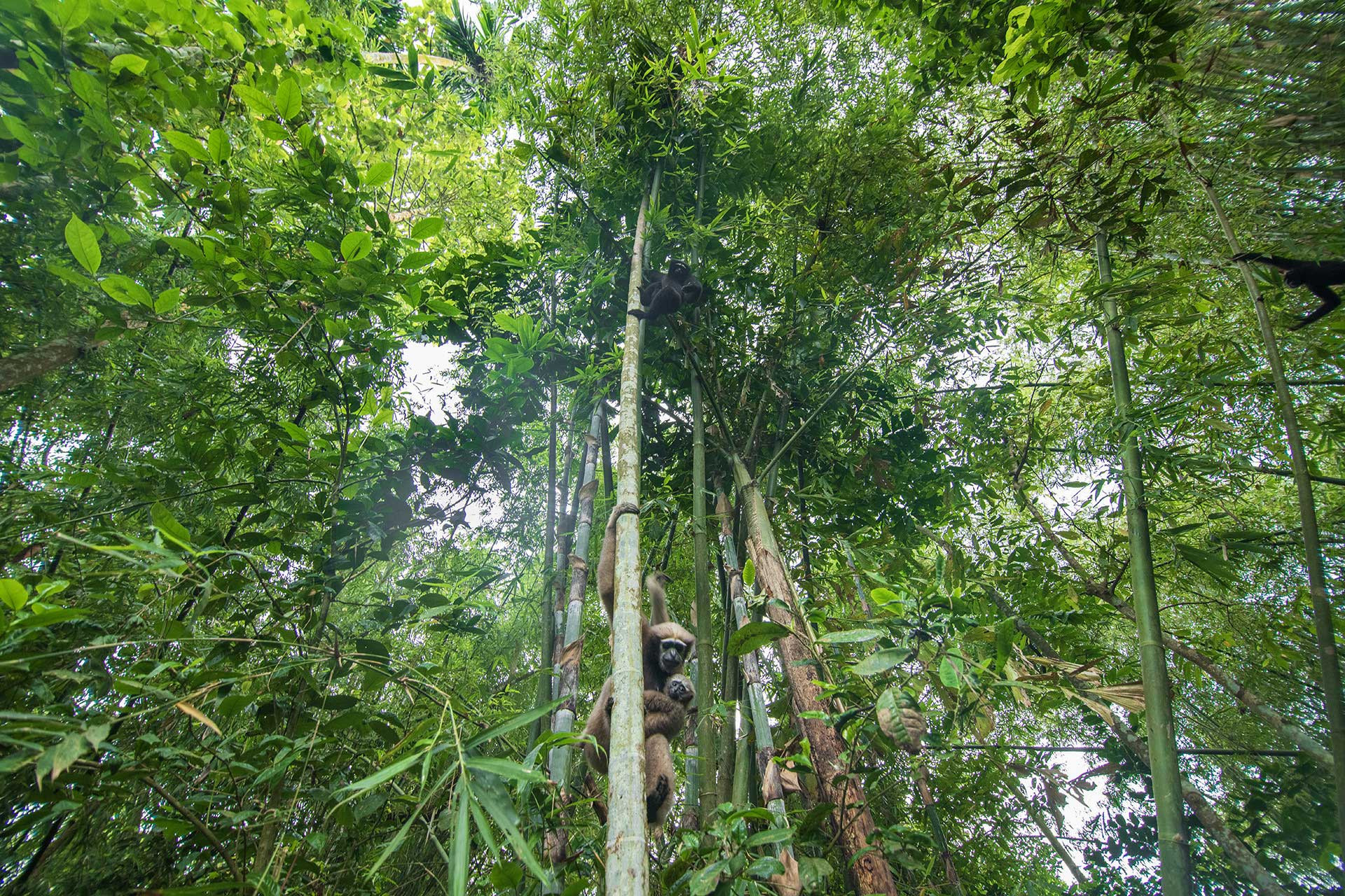Hoolock Gibbons