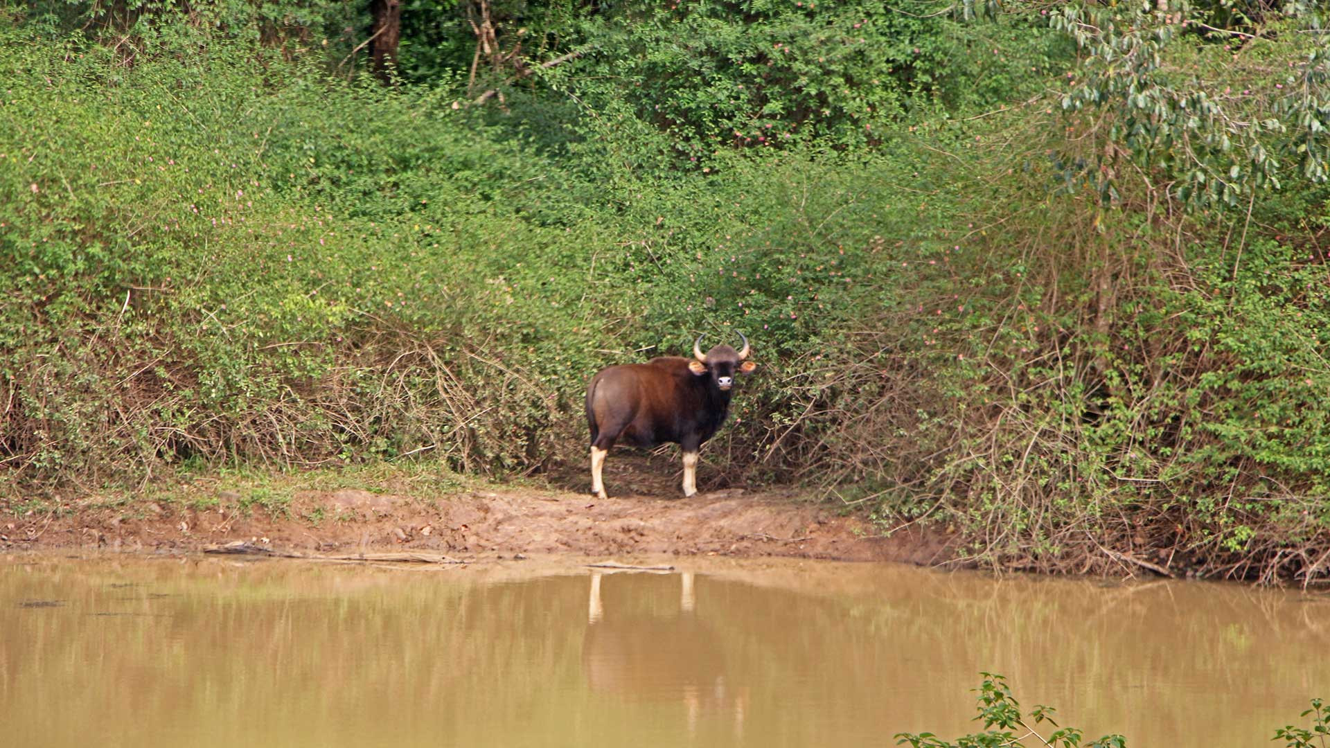 A gaur in BRT | Nature Infocus
