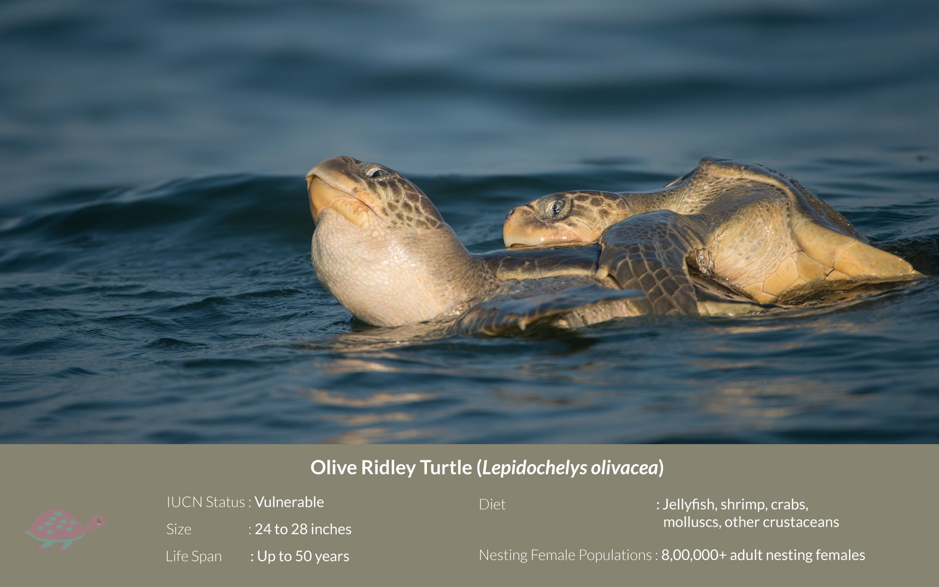 Olive Ridley turtles mating in the open sea
