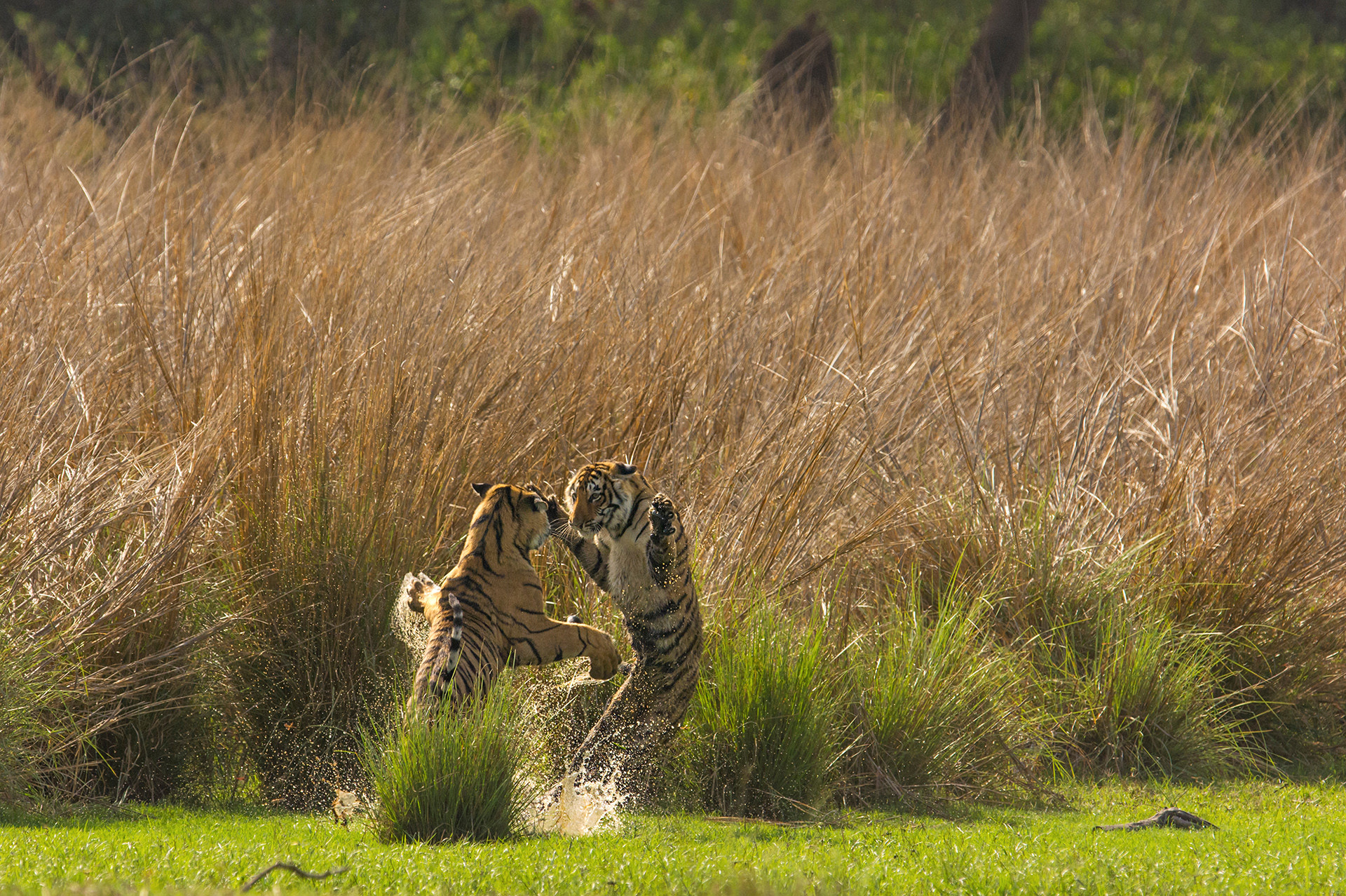 Ads - A Splash Of Tiger Stripes | Nature inFocus