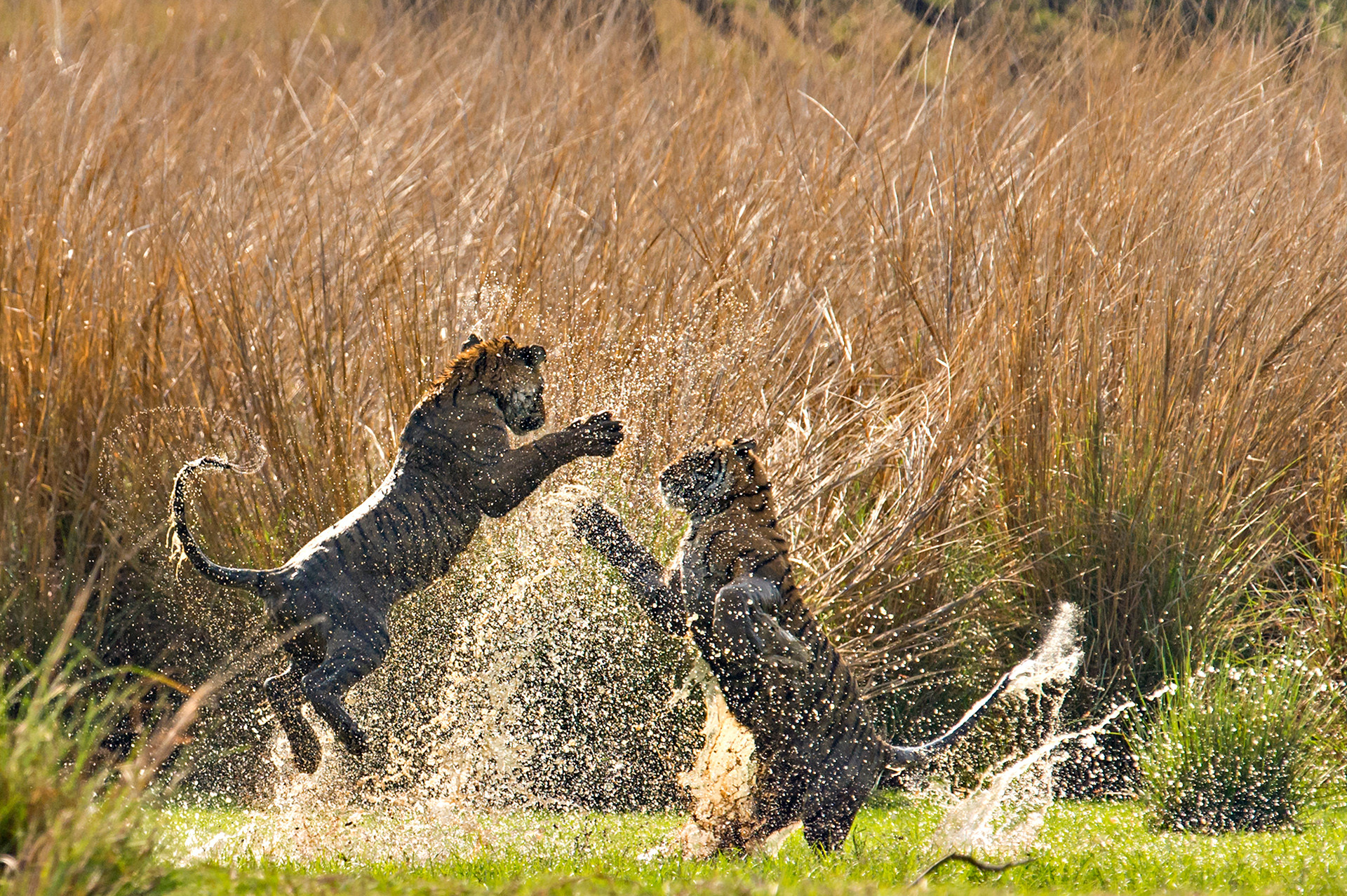 Ads - A Splash Of Tiger Stripes | Nature inFocus
