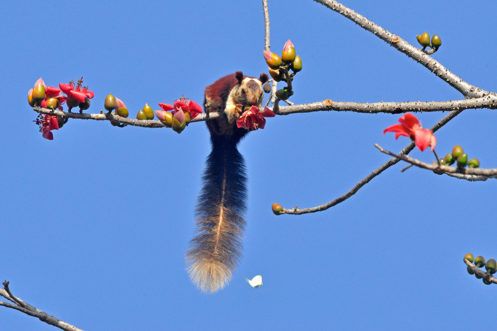 AG Indian Giant Squirrel | Nature Infocus
