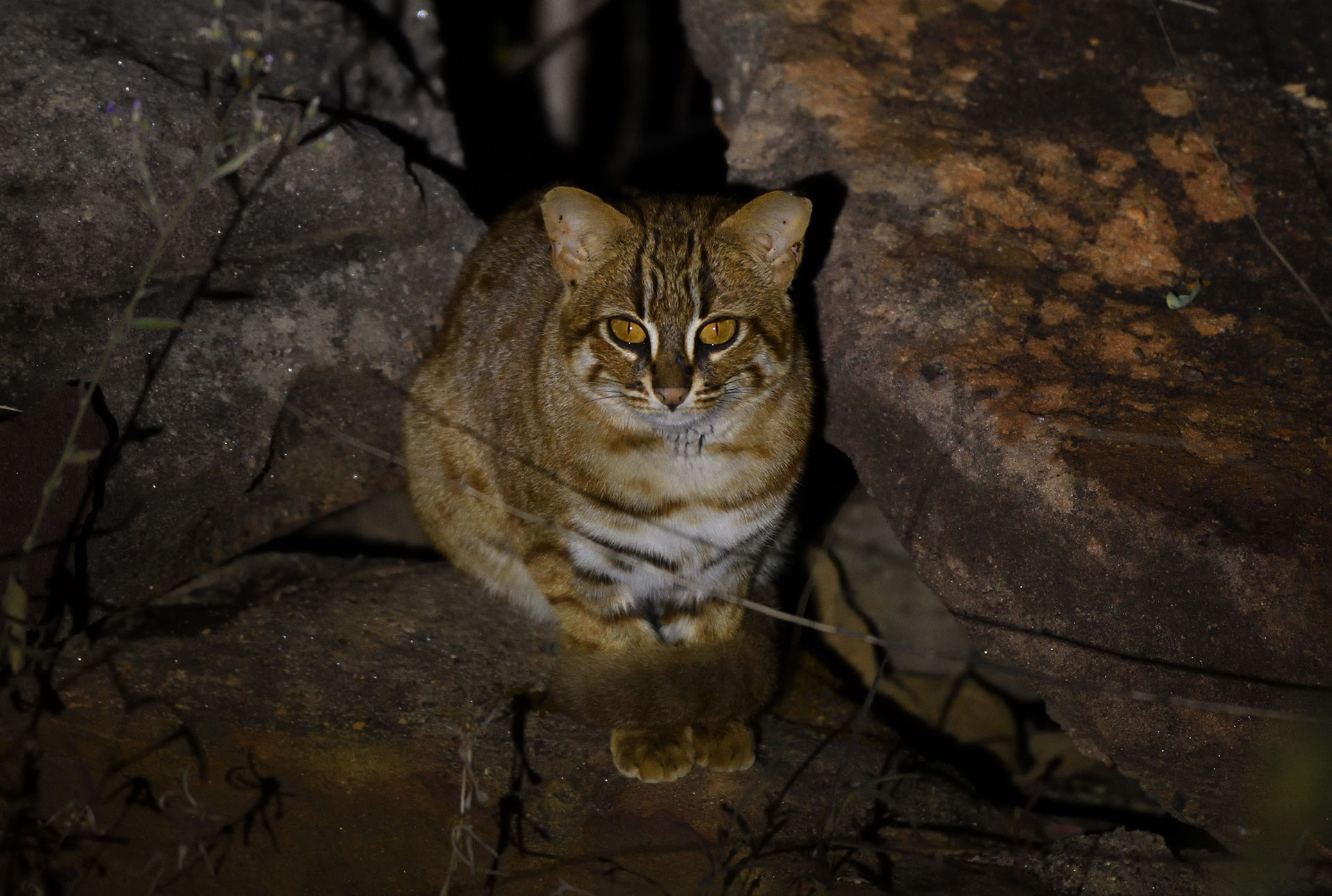 AG rusty spotted cat | Nature Infocus