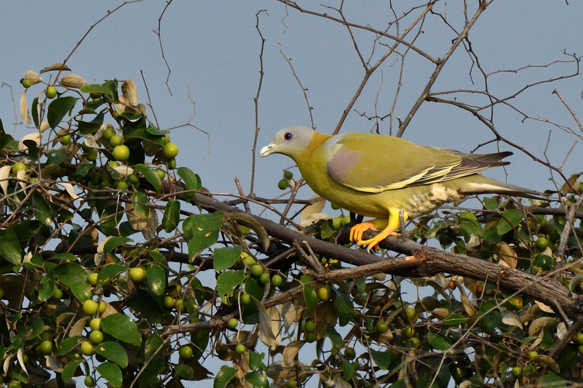 AG Yellow Footed Green Pigeon | Nature Infocus