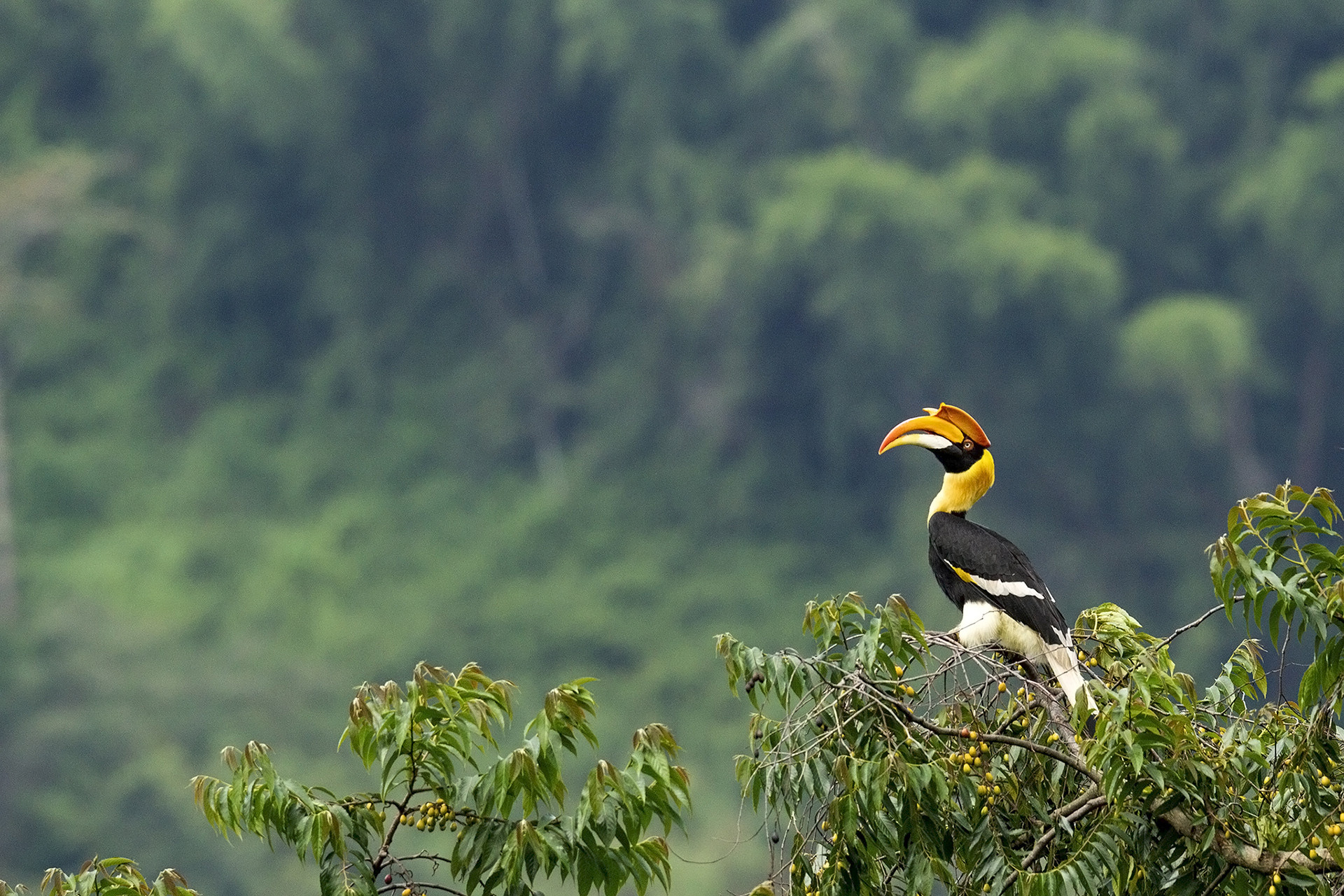 Great Hornbill in Anamalai Tiger Reserve