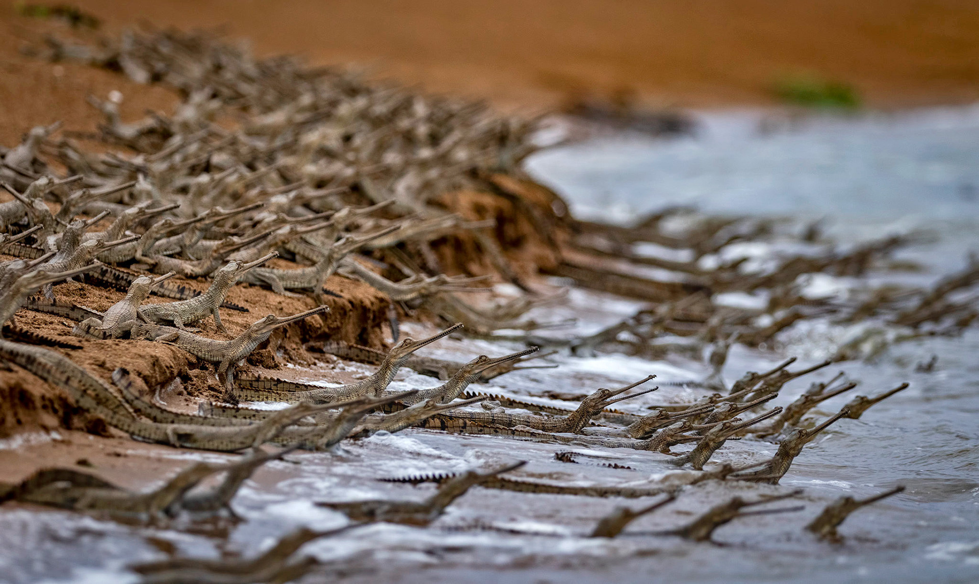 Critically endangered Gharial babies in Chambal River