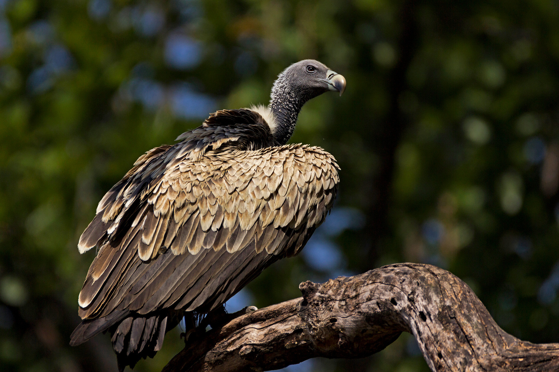 Indian Vulture or Long-billed Vulture Gyps indicus