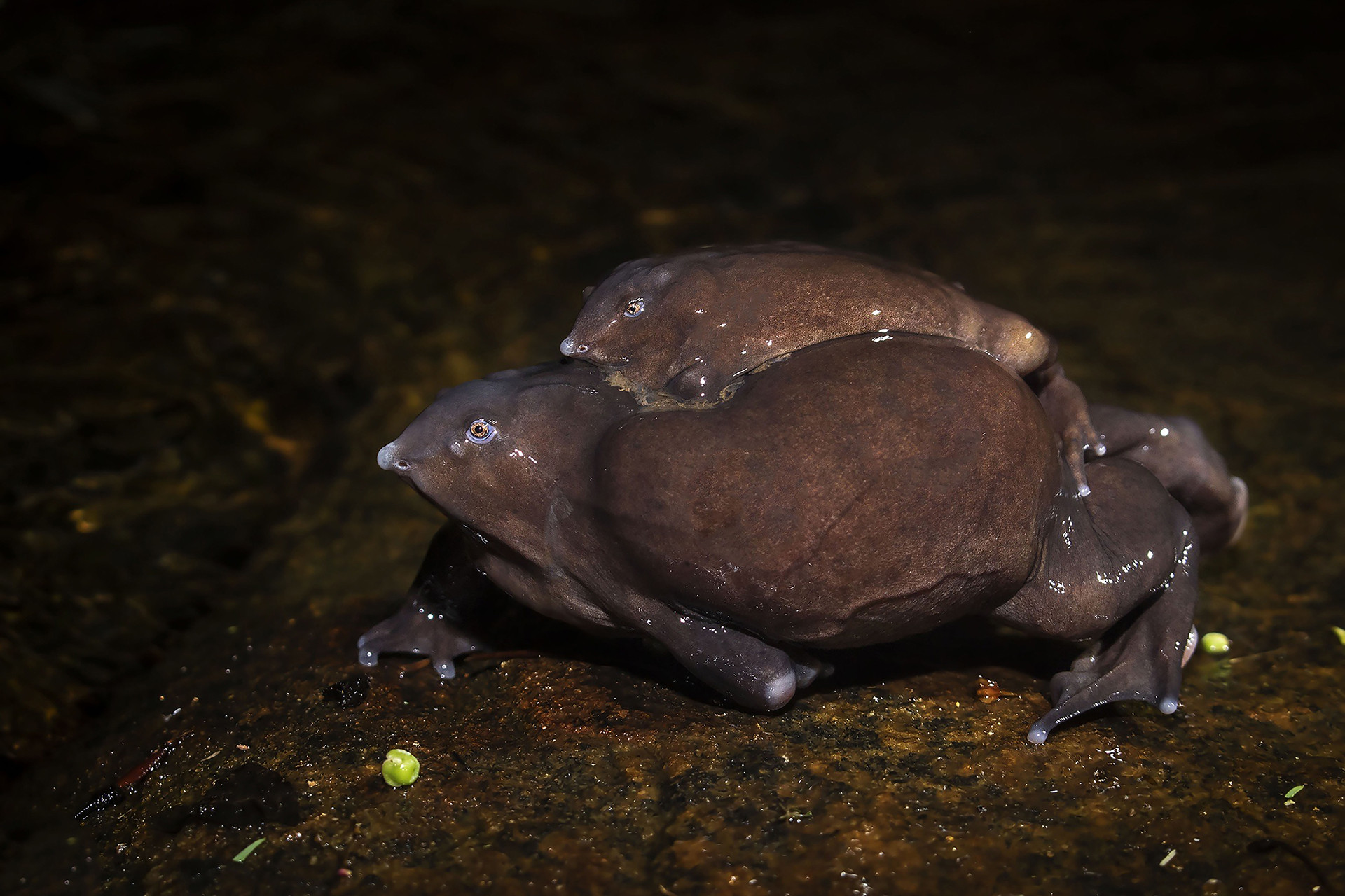 Amplexus - The Purple Frog's Race Against Time | Nature inFocus