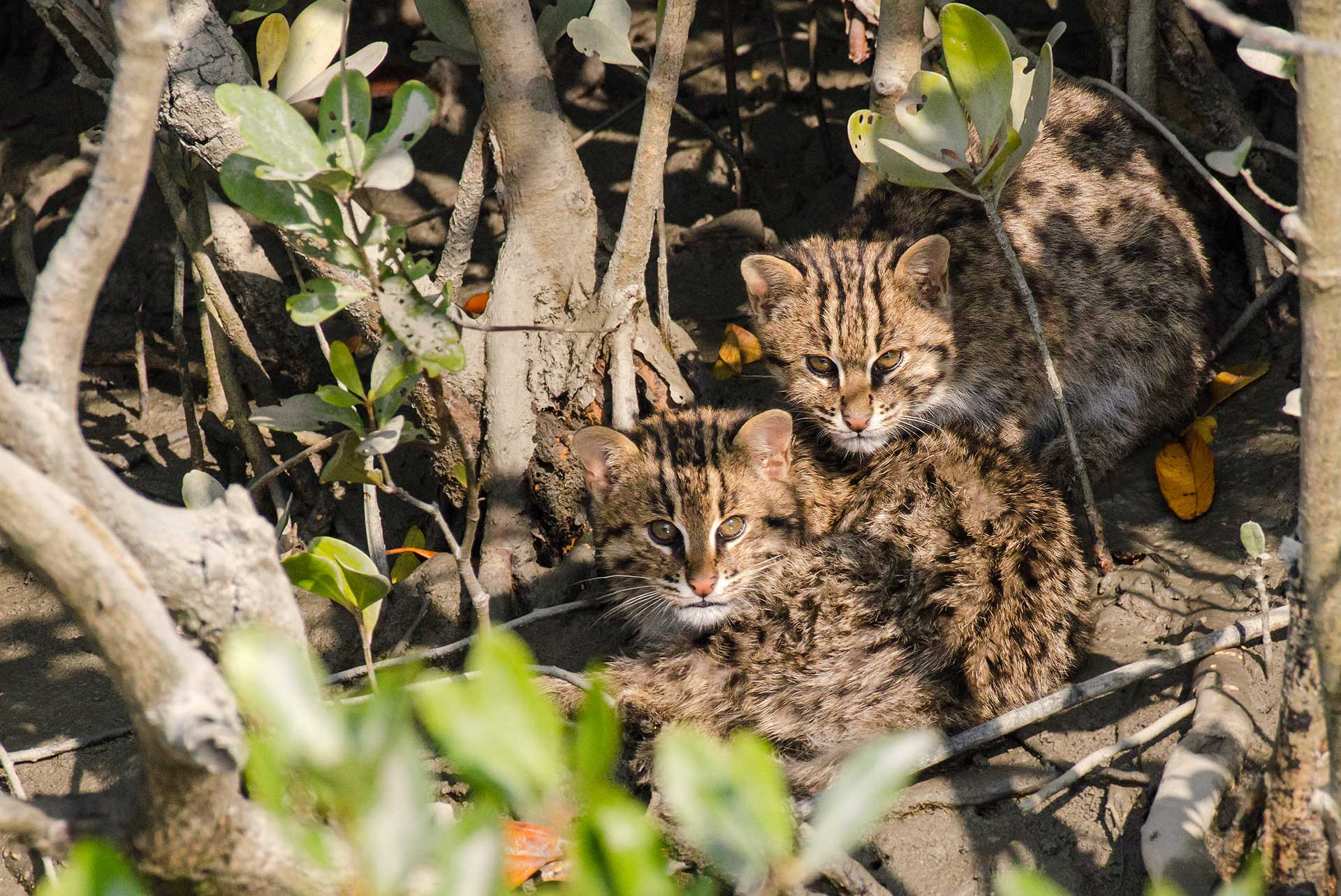Young Fishing Cat kittens in the Sunderbans | Nature inFocus