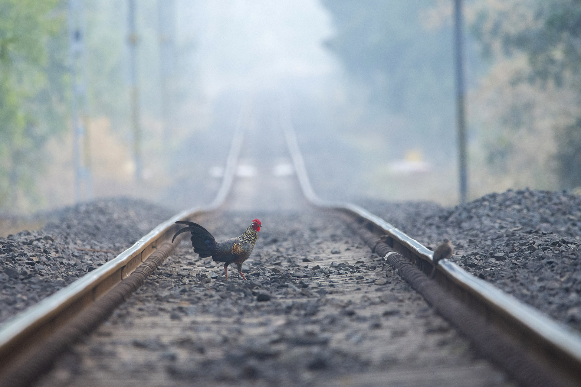 Grey Junglefowl on Junona Range railway track