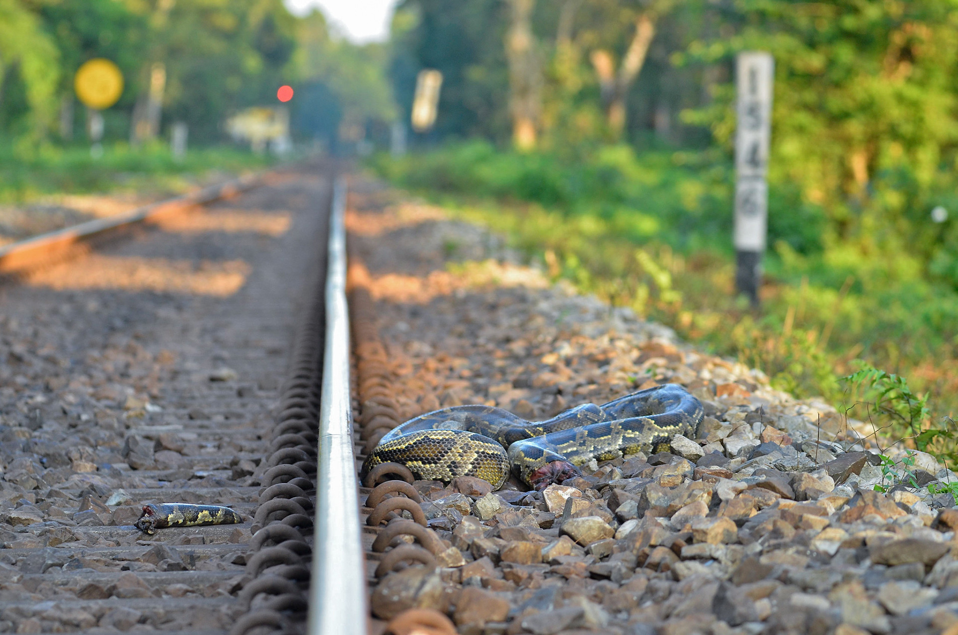Rock Python killed on a railway track in Buxa Tiger Reserve