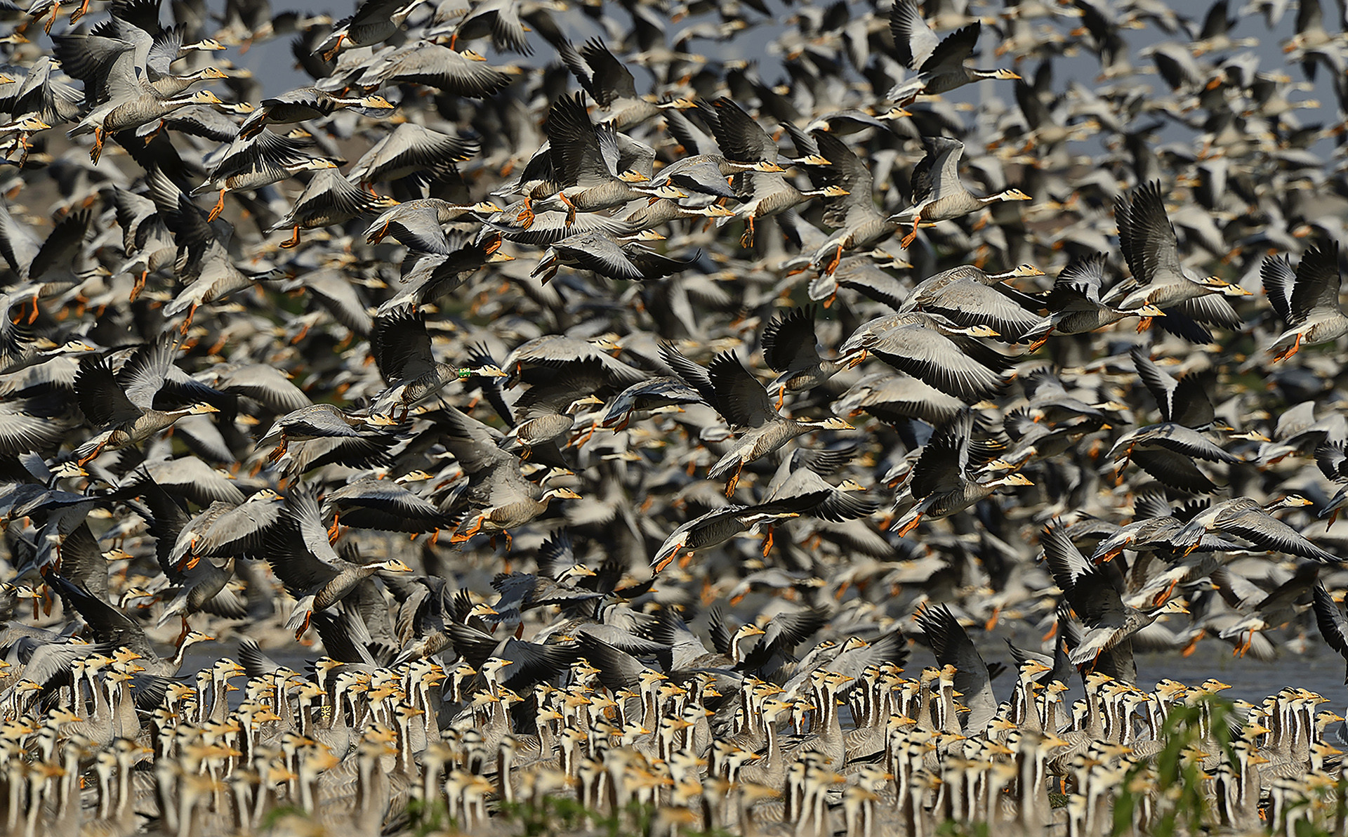 Bar-headed Geese in Magadi Lake, Gadag