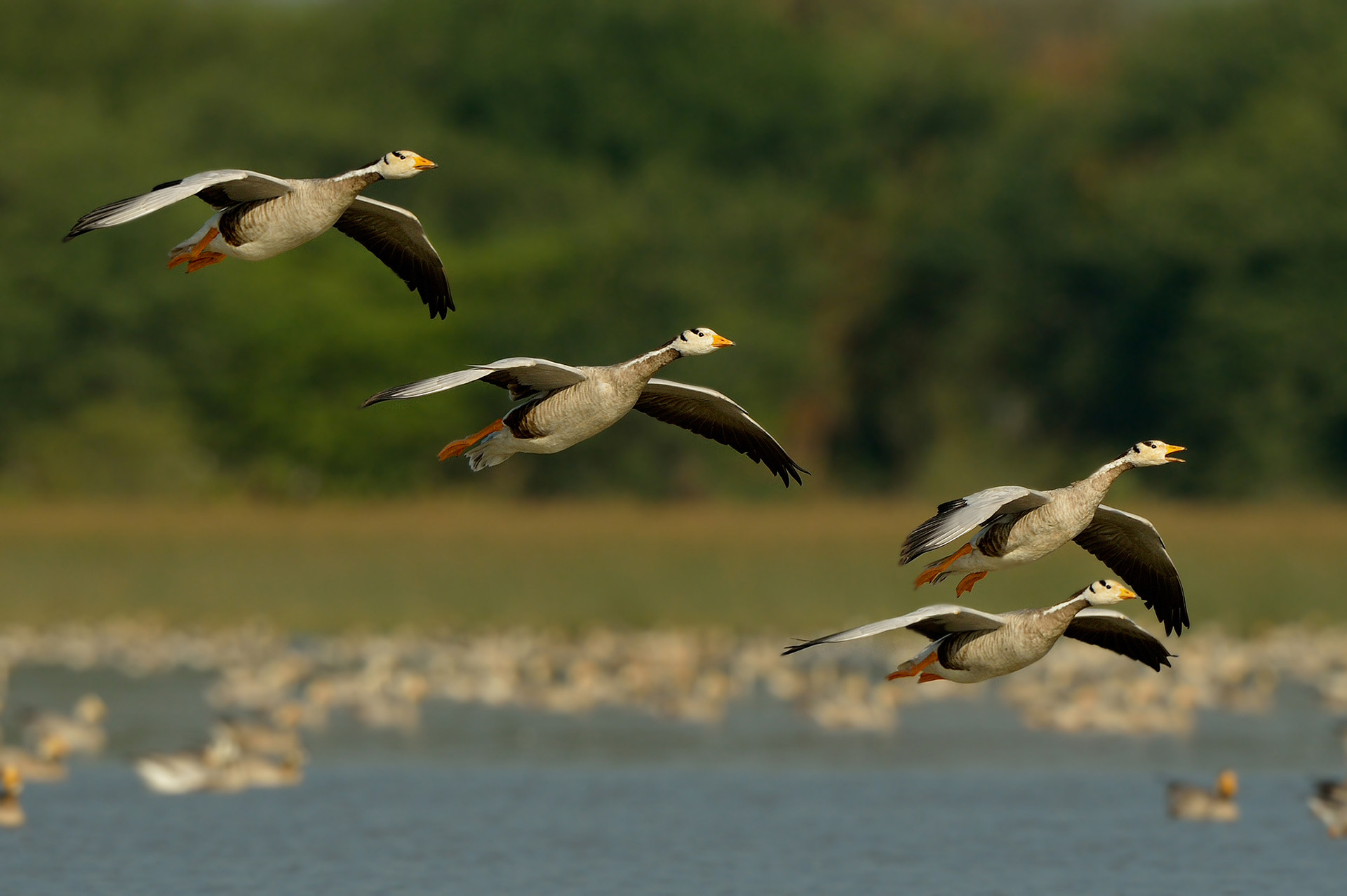 Bar-headed Goose Anser indicus