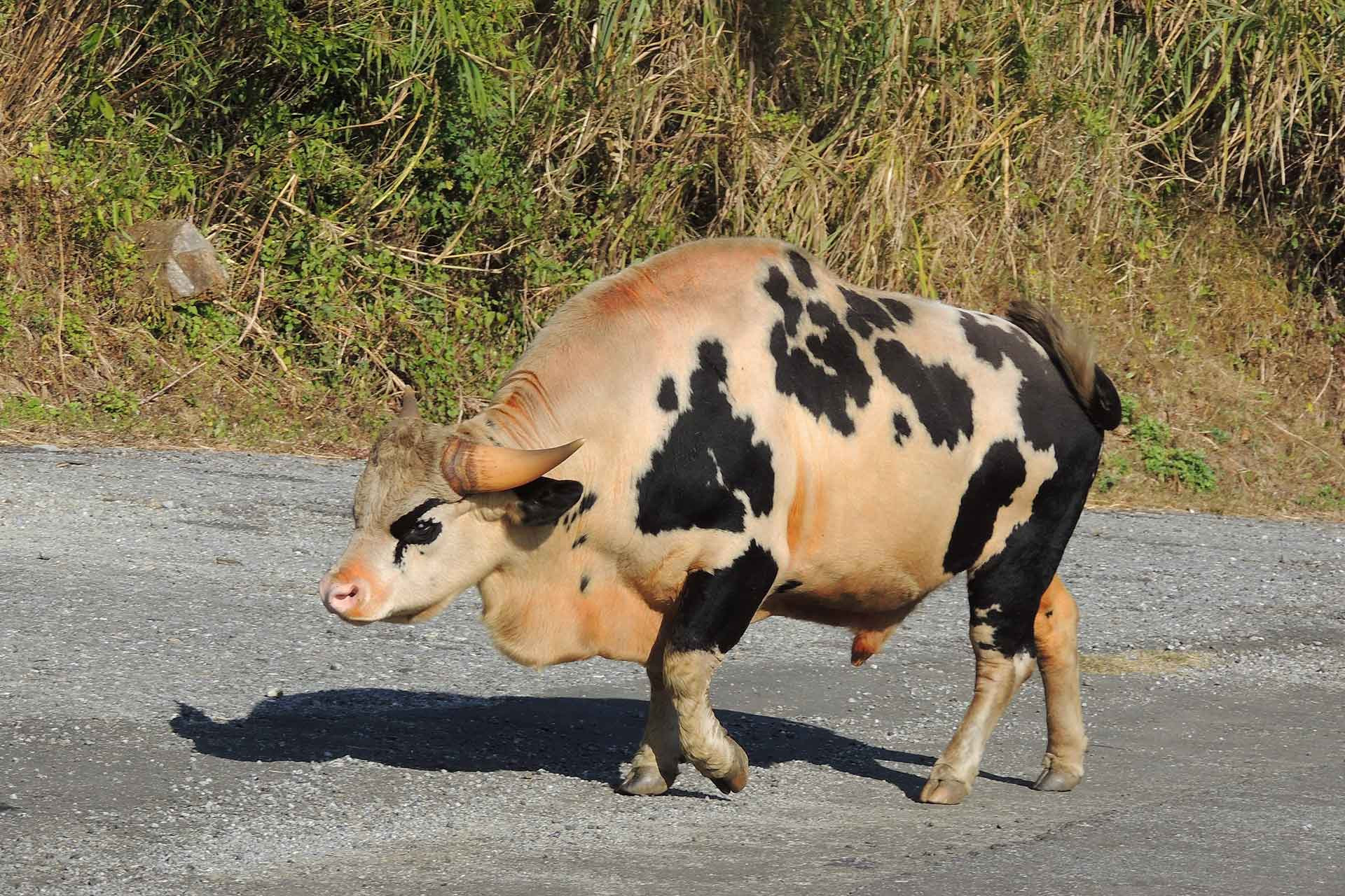 Mithun state animal of Arunachal Pradesh, Nagaland