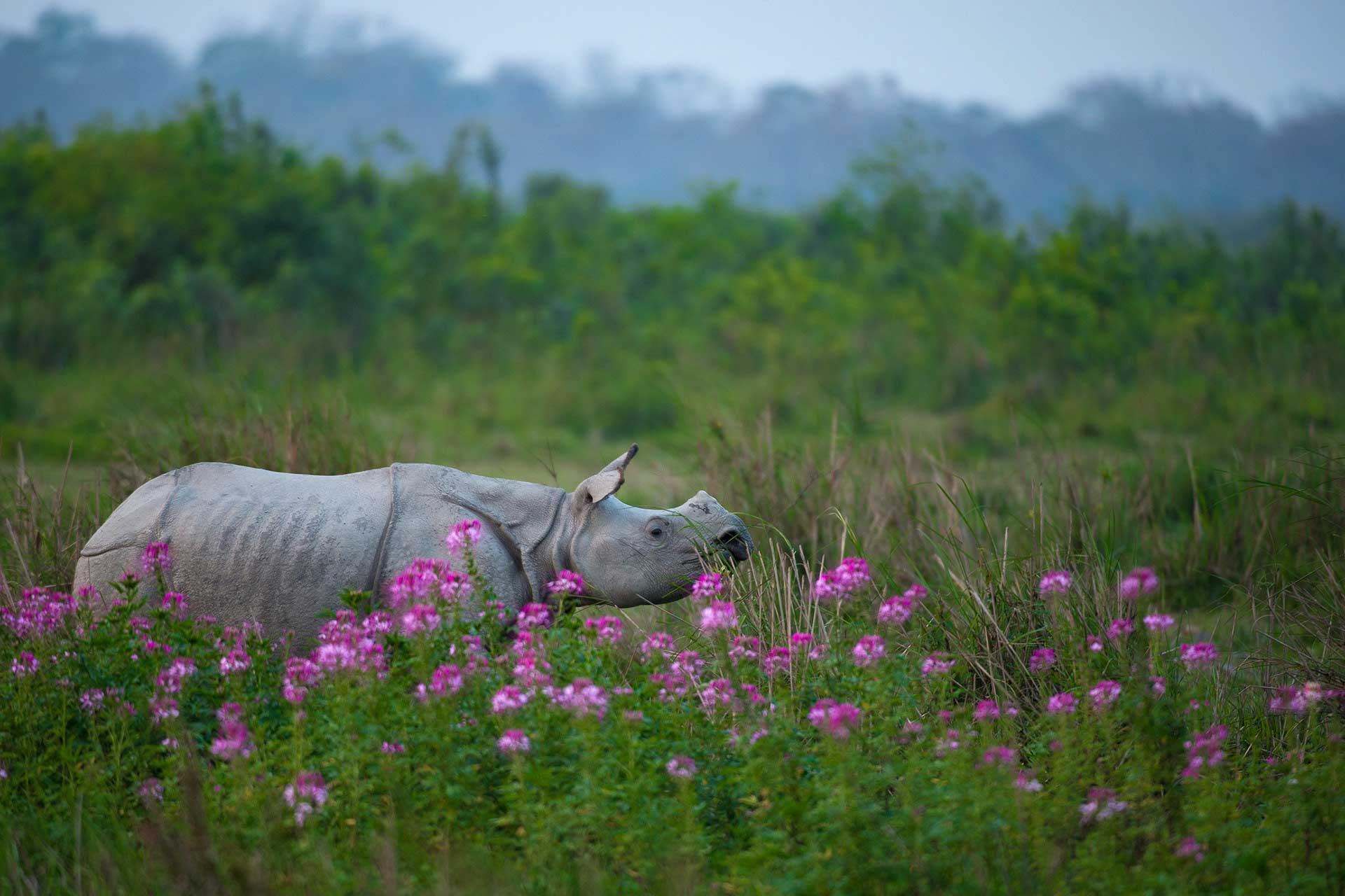 Assam Rhino Arvind Ramamurthy | Nature Infocus
