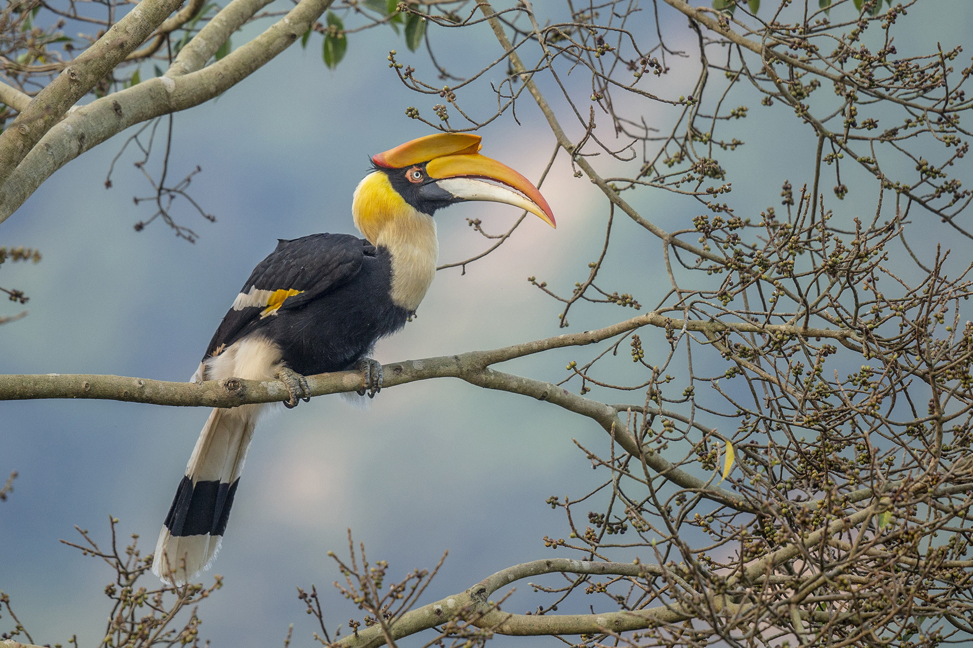 The casque of a great hornbill