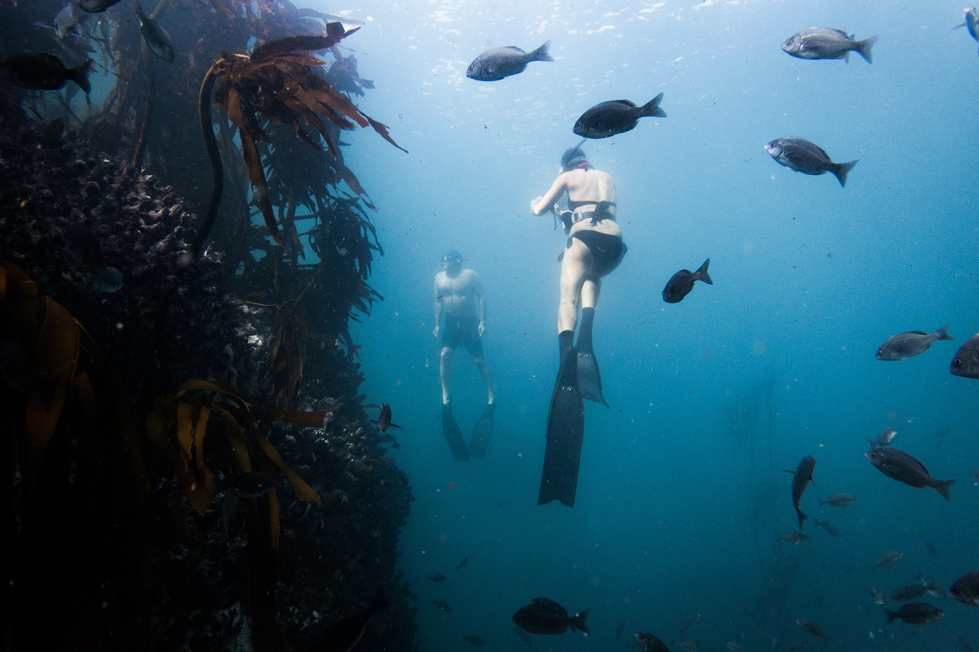 Behind the scenes by faine loubser - My Octopus Teacher: Conversations with Craig Foster & Pippa Ehrlich | Nature inFocus