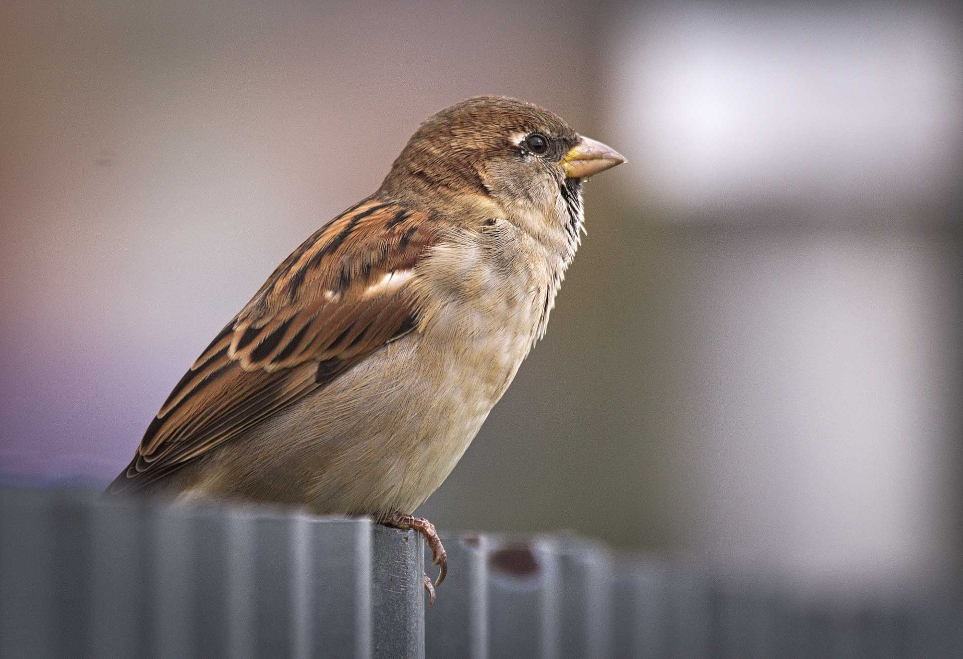 House Sparrow (Passer domesticus) | Nature inFocus