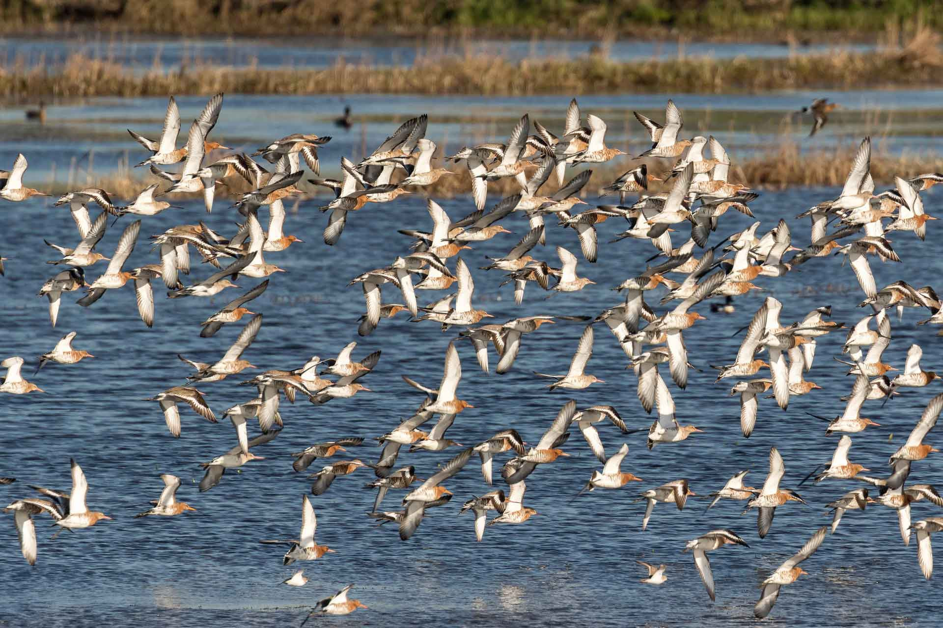 A flock of Black tailed Godwits flying over a water body