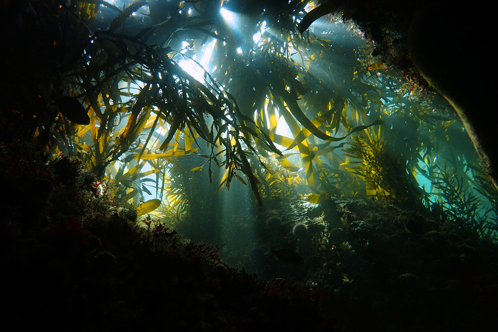 By craig foster - My Octopus Teacher: Conversations with Craig Foster & Pippa Ehrlich | Nature inFocus