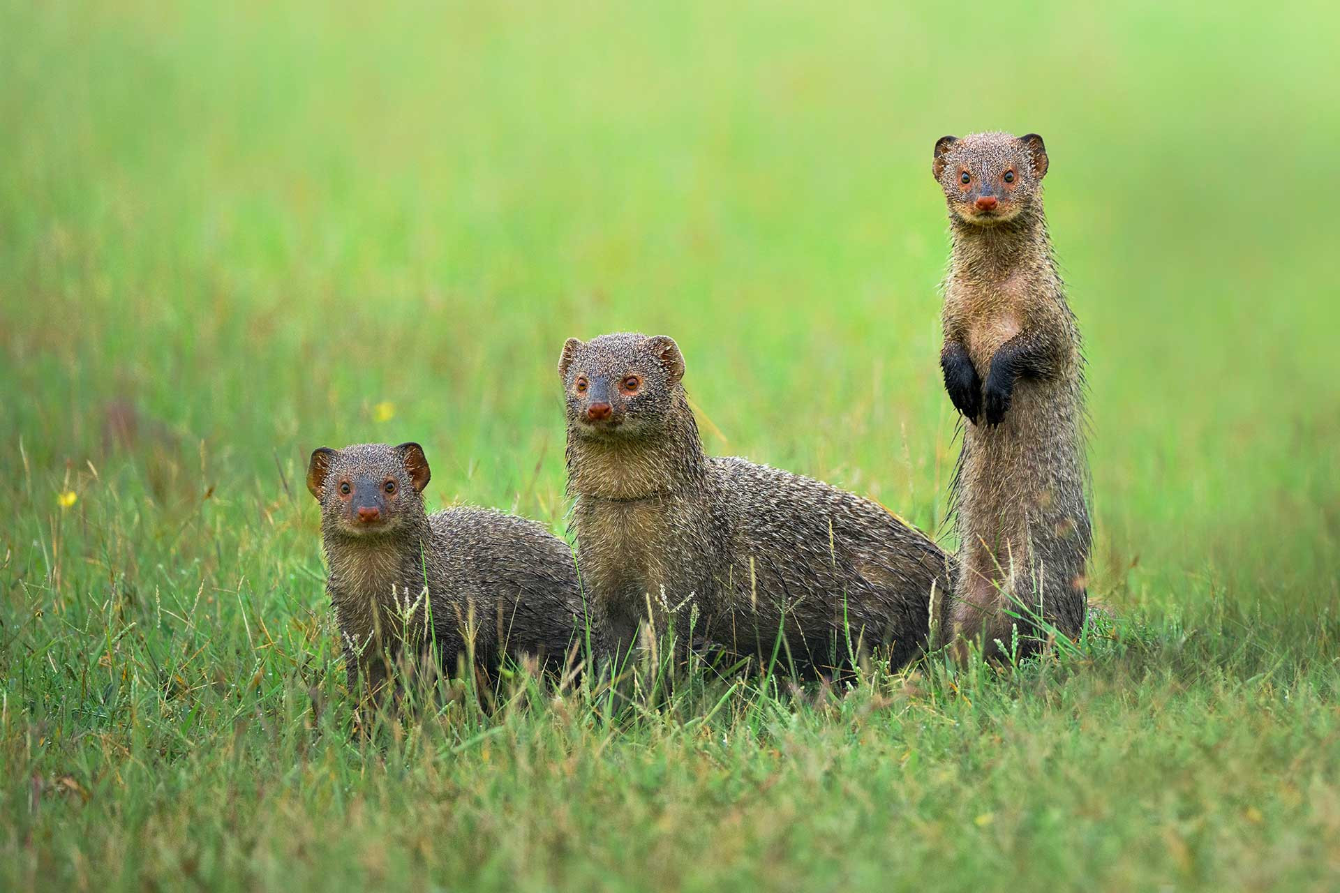 Chandigarh IndianGreyMongoose Parthi Thirumurugan | Nature Infocus