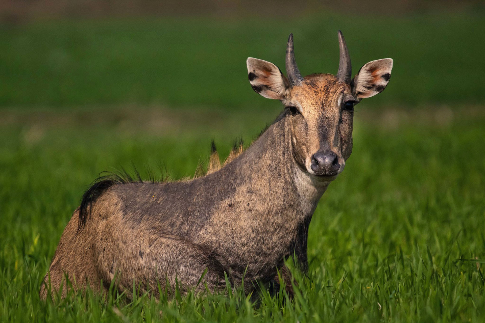 Chandigarh Mohd Akhtar x | Nature Infocus