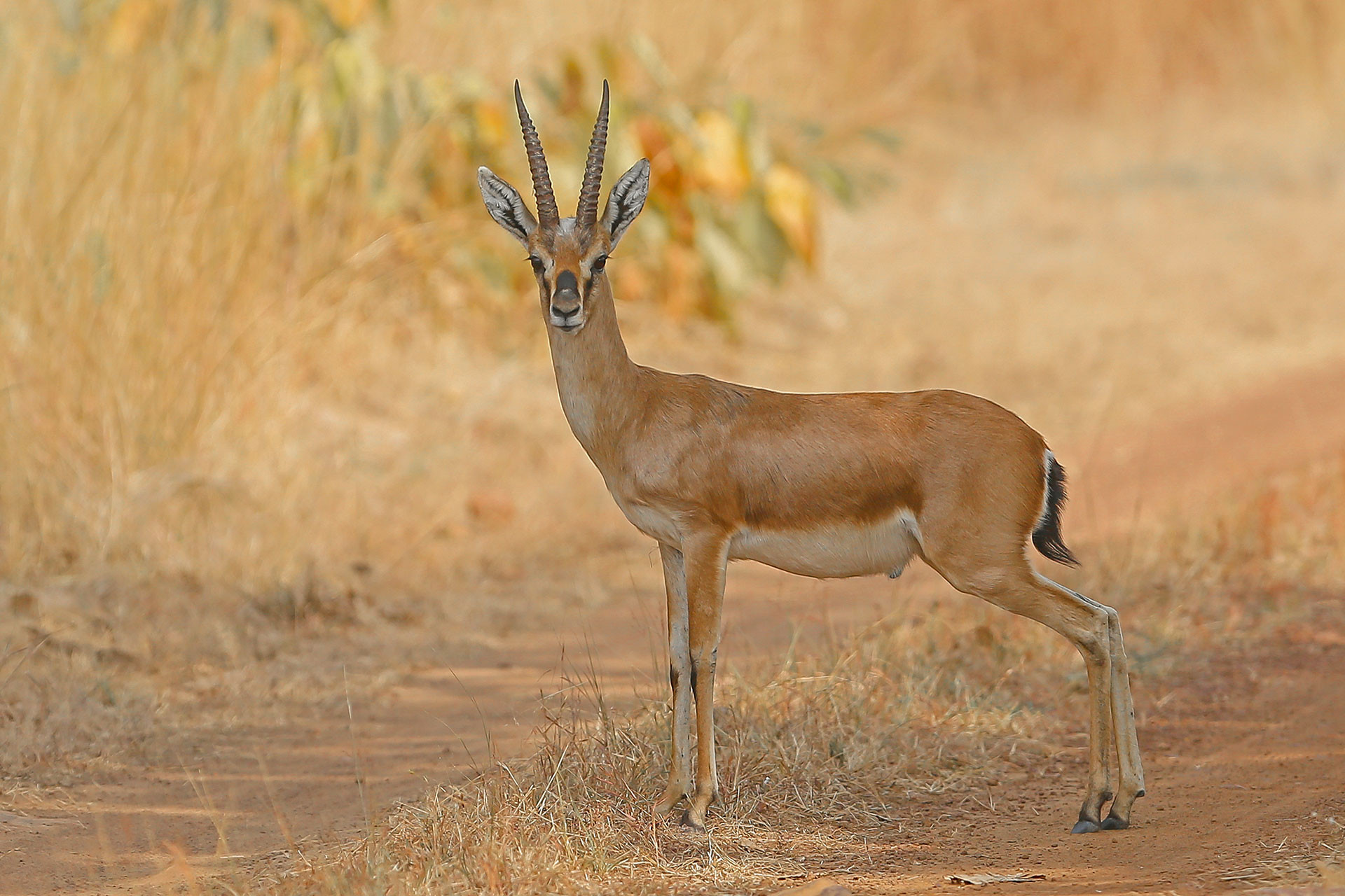 Chinkara or Indian Gazelle in Hinauta Plateau in Panna National Park