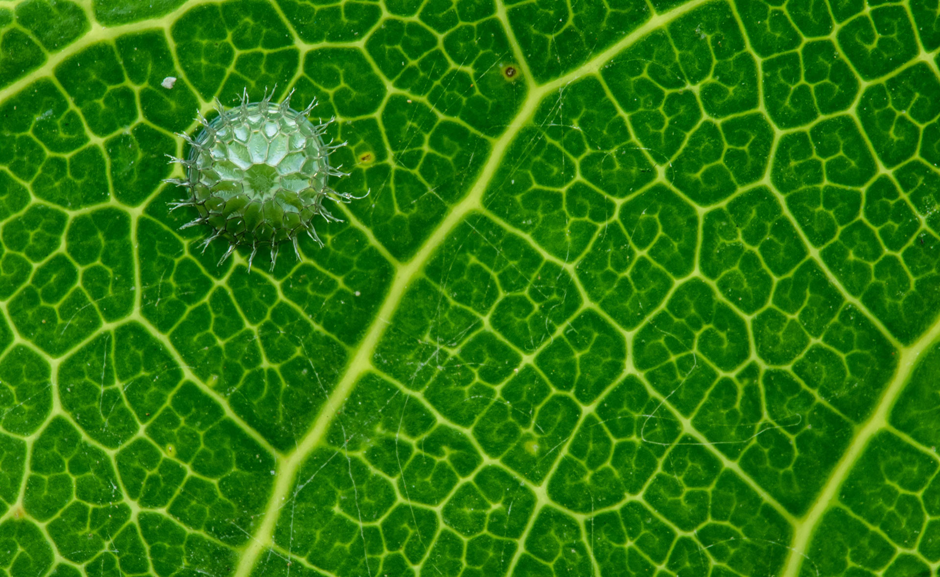 Common Baron Butterfly Egg