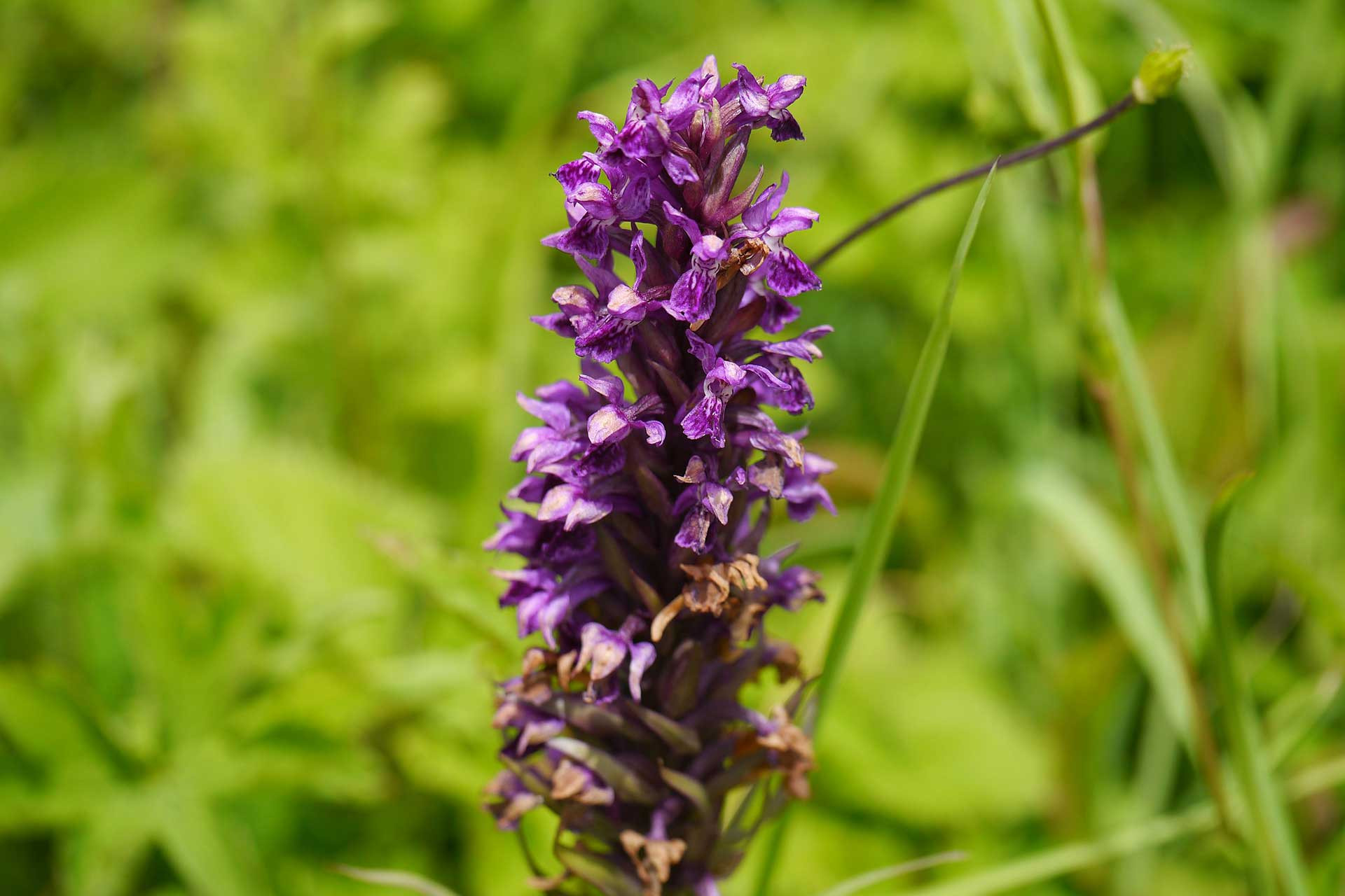 Dactylorhiza hatagirea | Nature Infocus