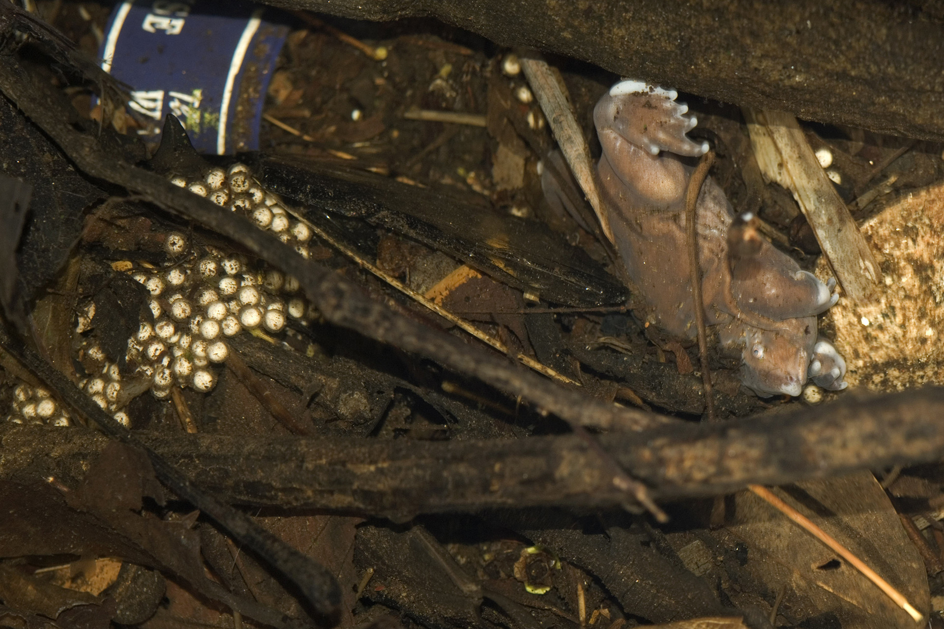 Dead purple frog and bottle piece - The Purple Frog's Race Against Time | Nature inFocus