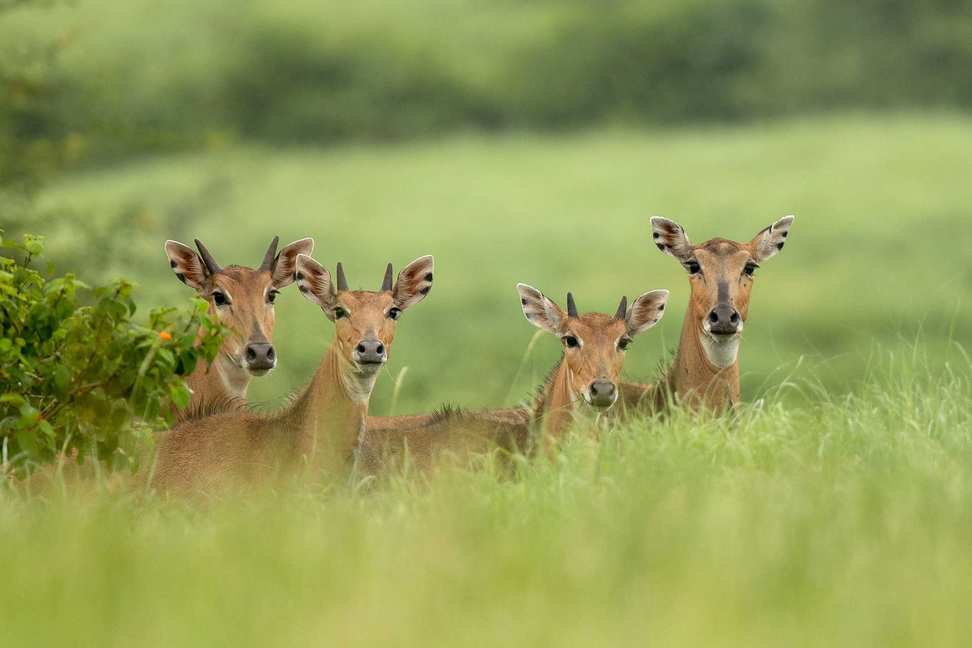 Delhi Nilgai Raju Karia | Nature Infocus