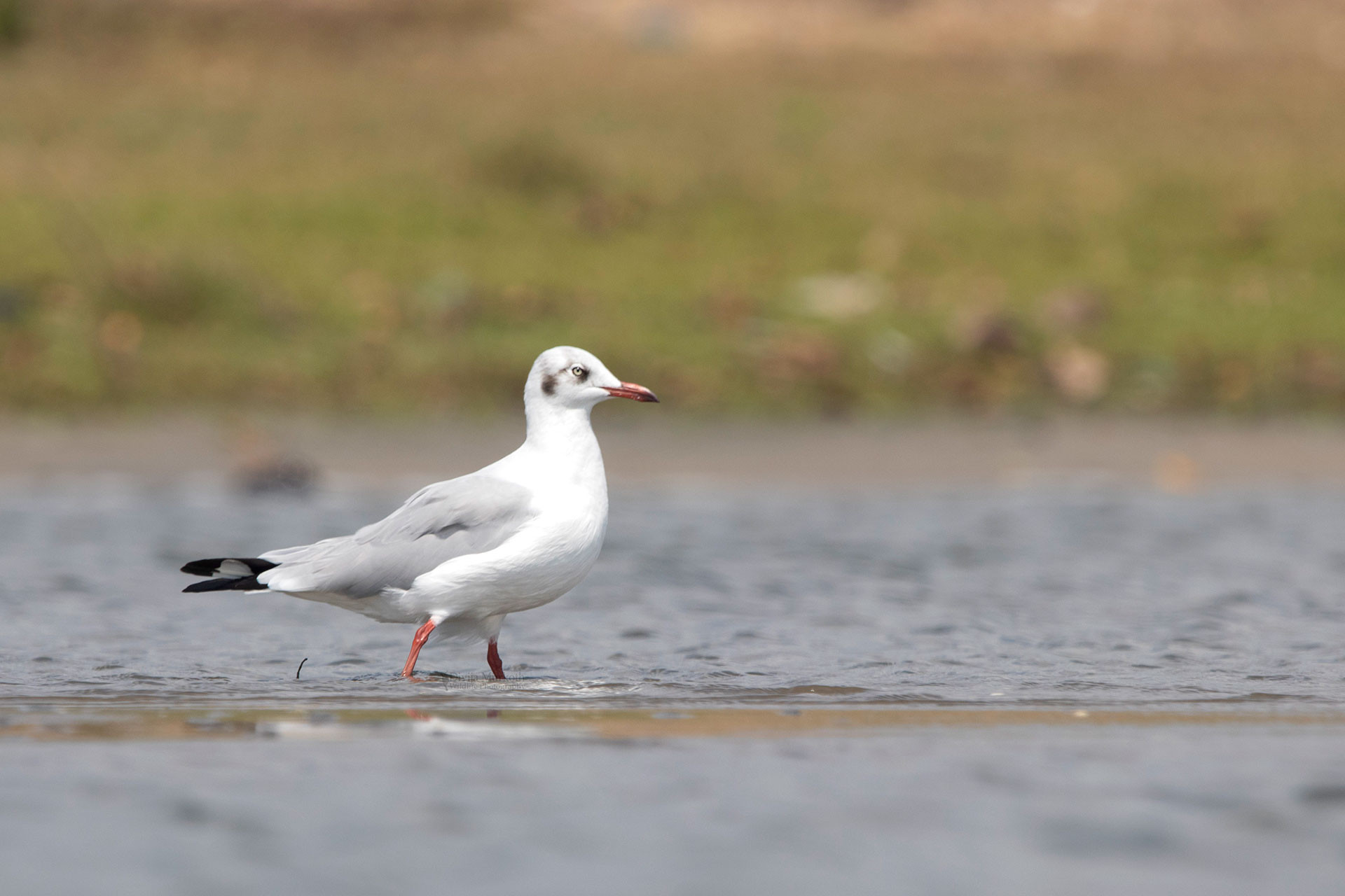 Brown-headed Gull (Chroicocephalus brunnicephalus) | Nature inFocus
