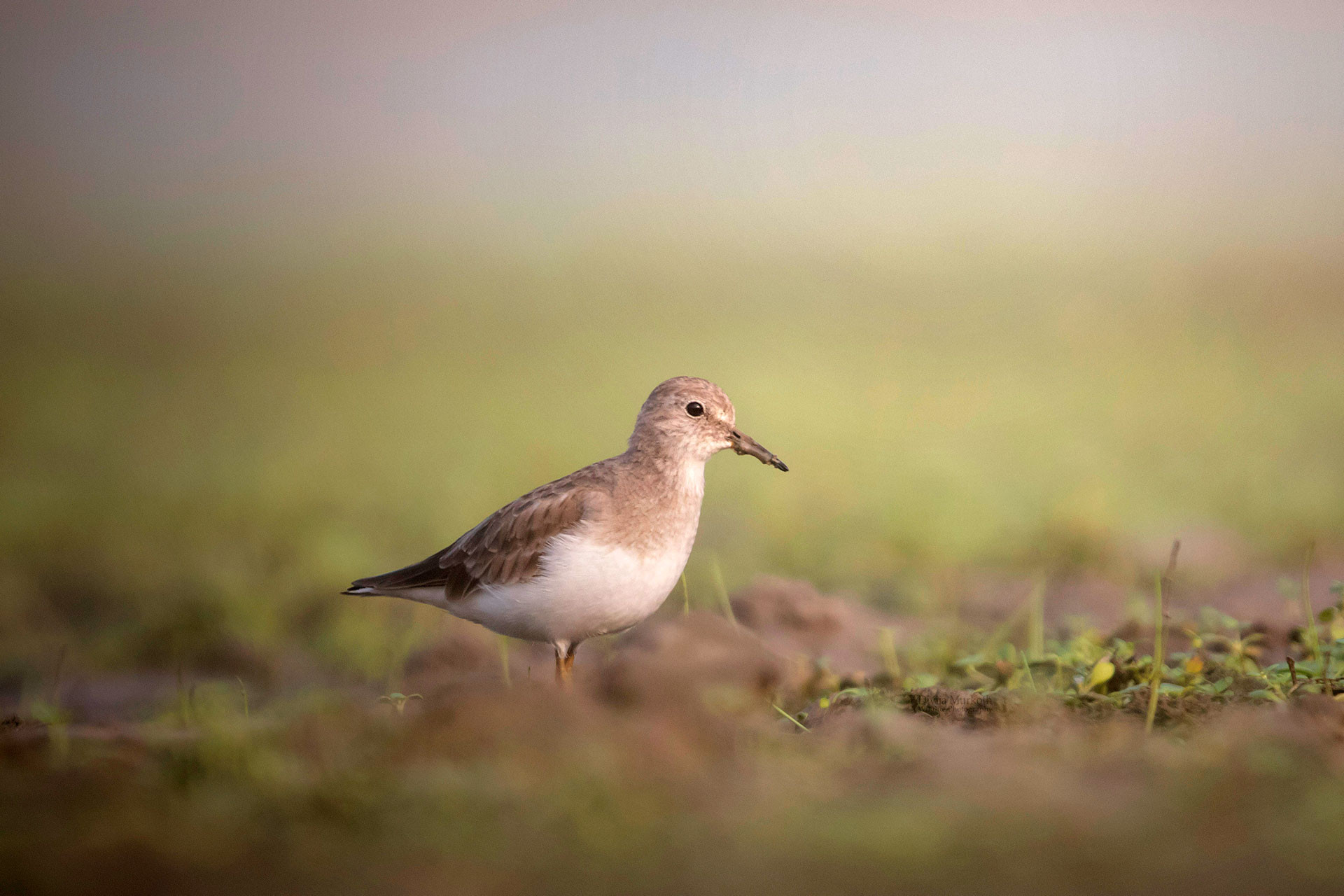 Temminck's Stint (Calidris temminckii) | Nature inFocus