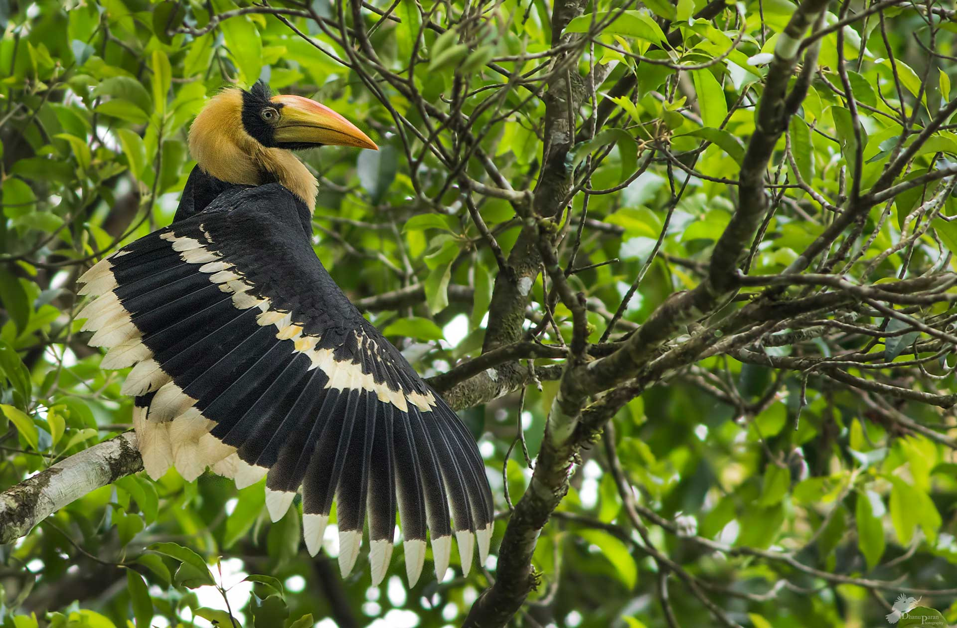 DP GH I A | Nature Infocus