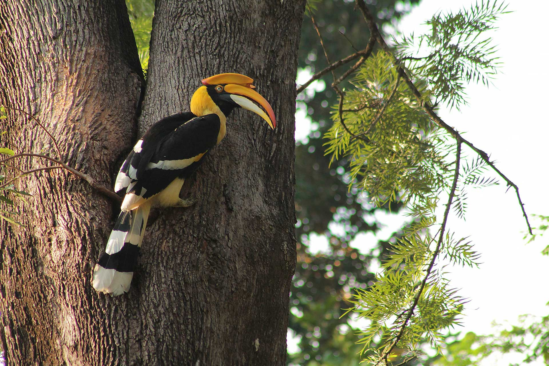 DP GH IMG | Nature Infocus