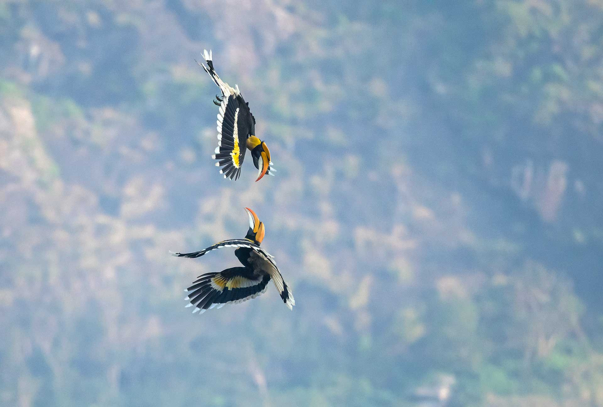 DP GH SRI | Nature Infocus