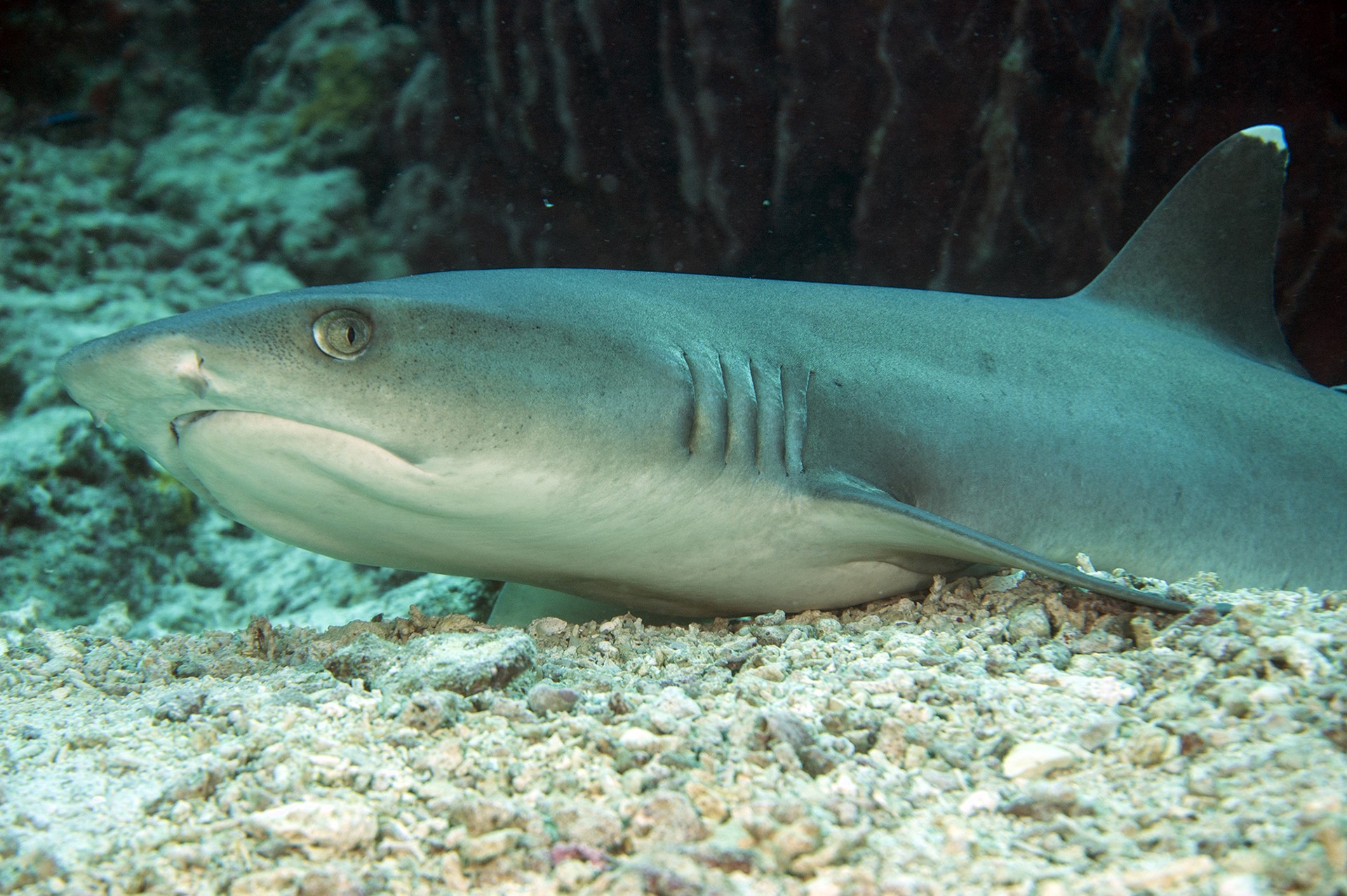 Dsc whitetipreefshark - The Sharks In Our Oceans | Nature inFocus