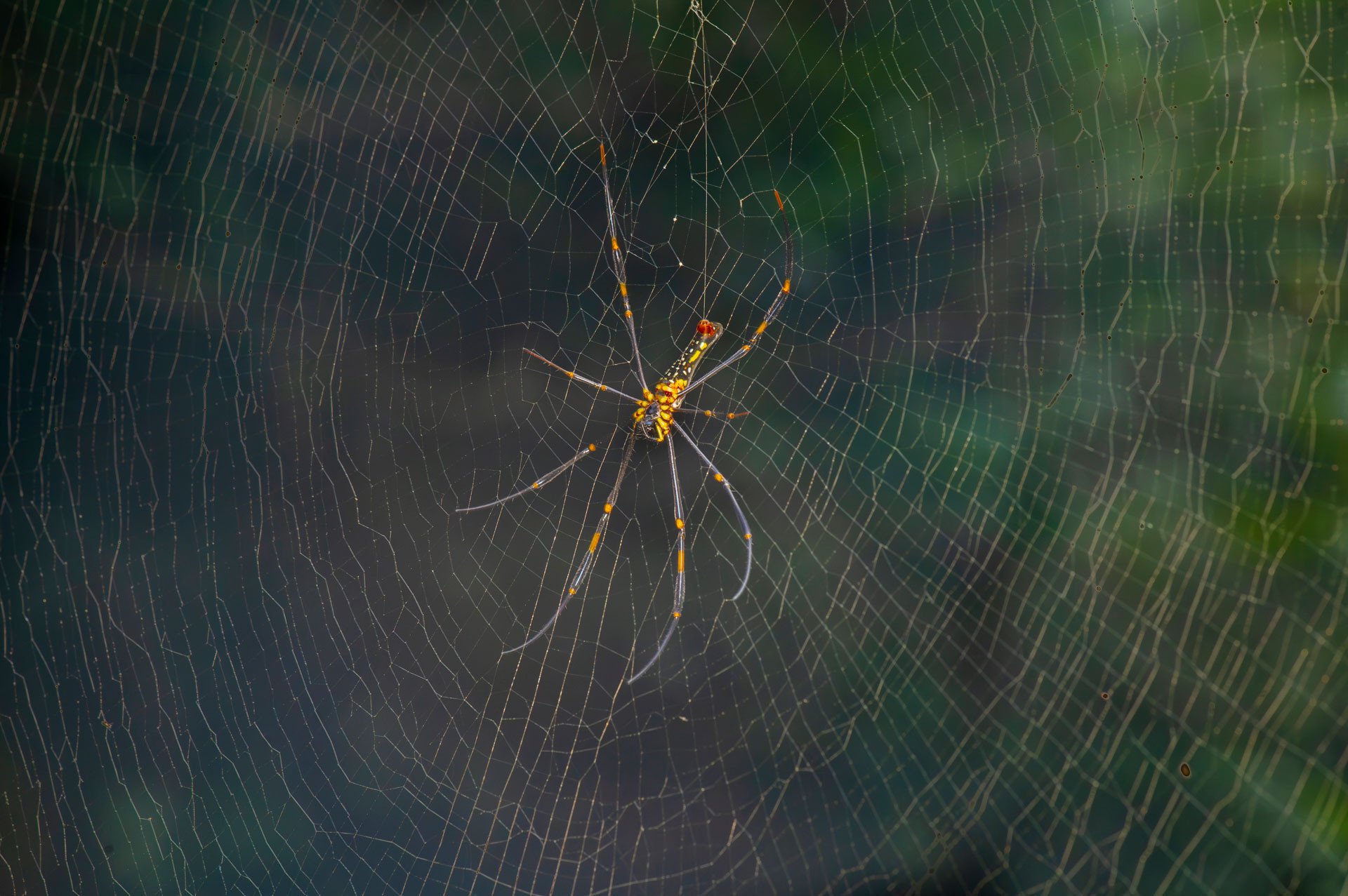 DSC Enhanced NR | Nature Infocus