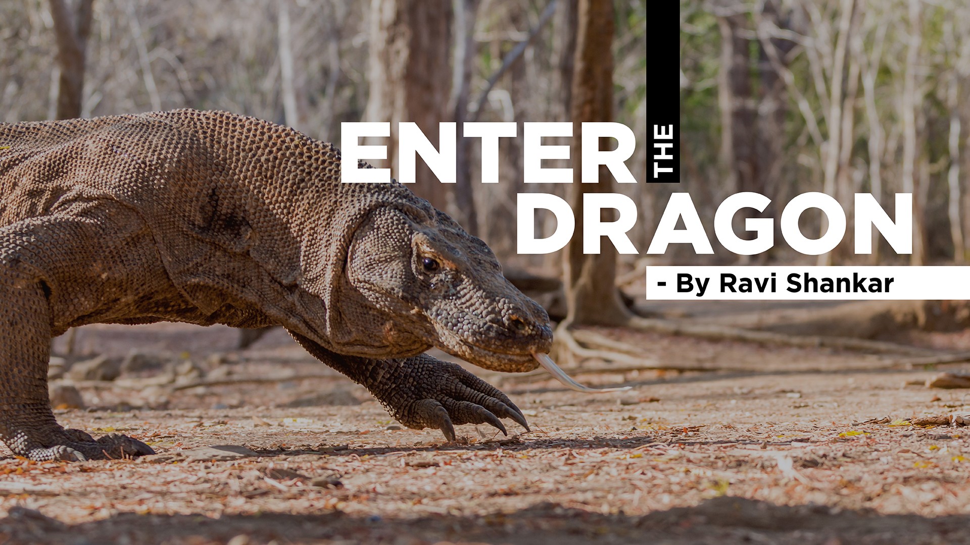 Enter the dragon - Nature inFocus Film Awards 2019: The Winners | Nature inFocus