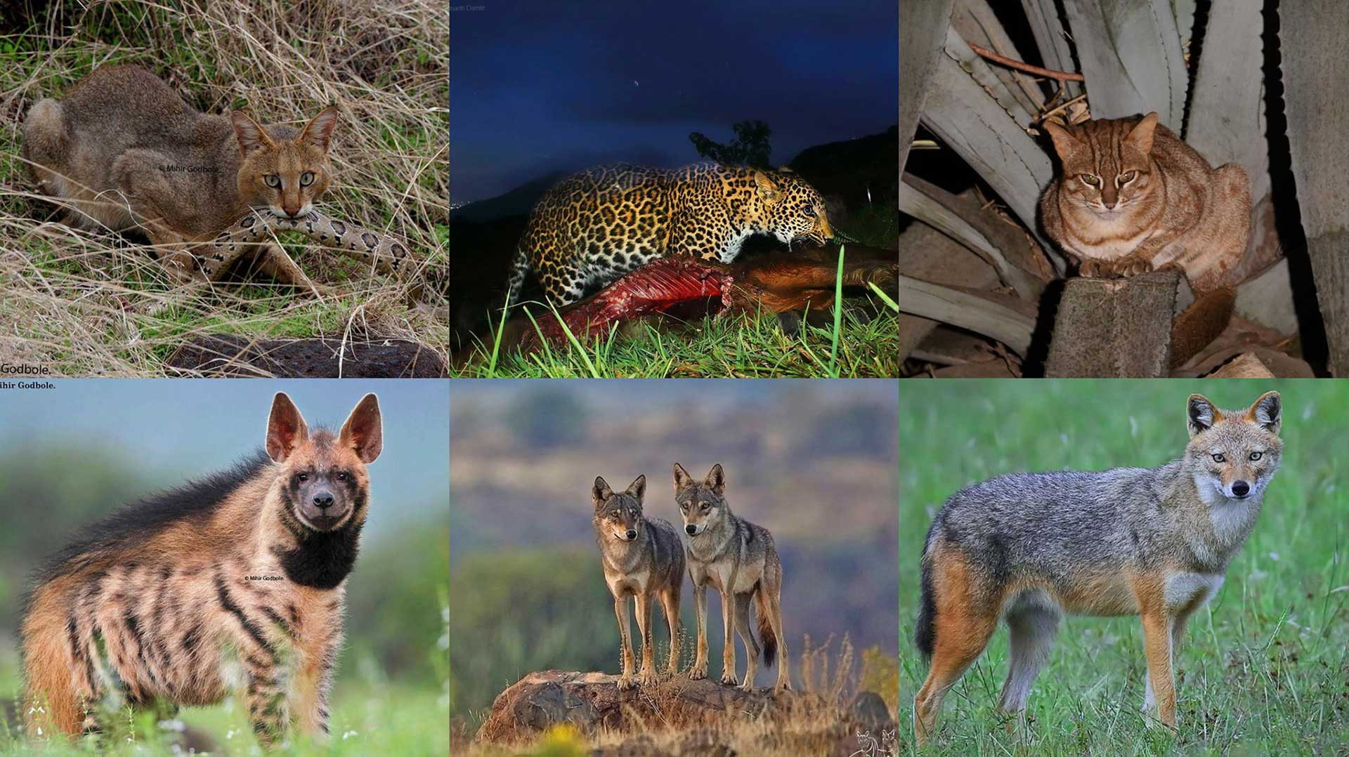 ERA Collage wrp | Nature Infocus