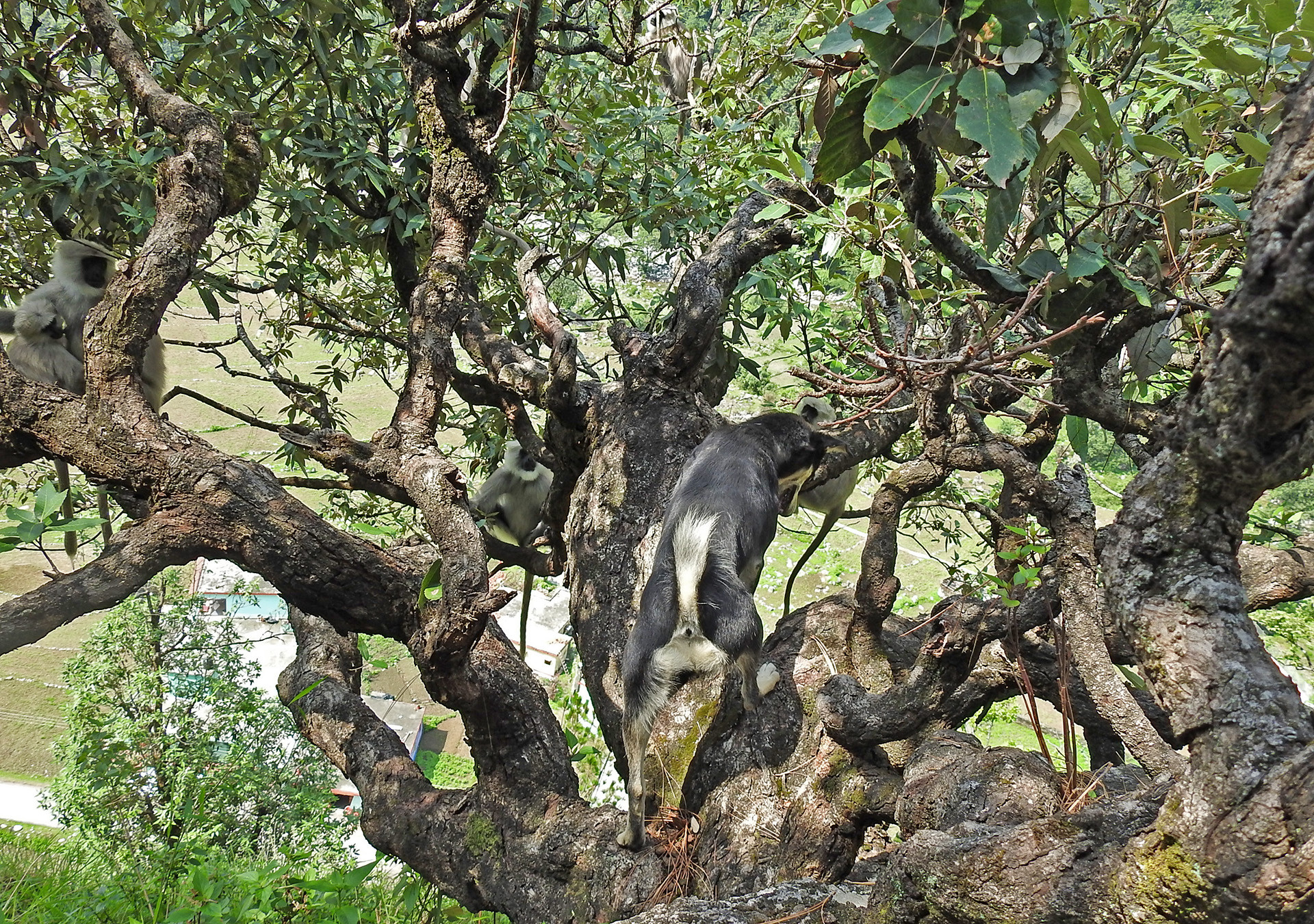 Figure - The Himalayan Langur's Battle For Survival | Nature inFocus