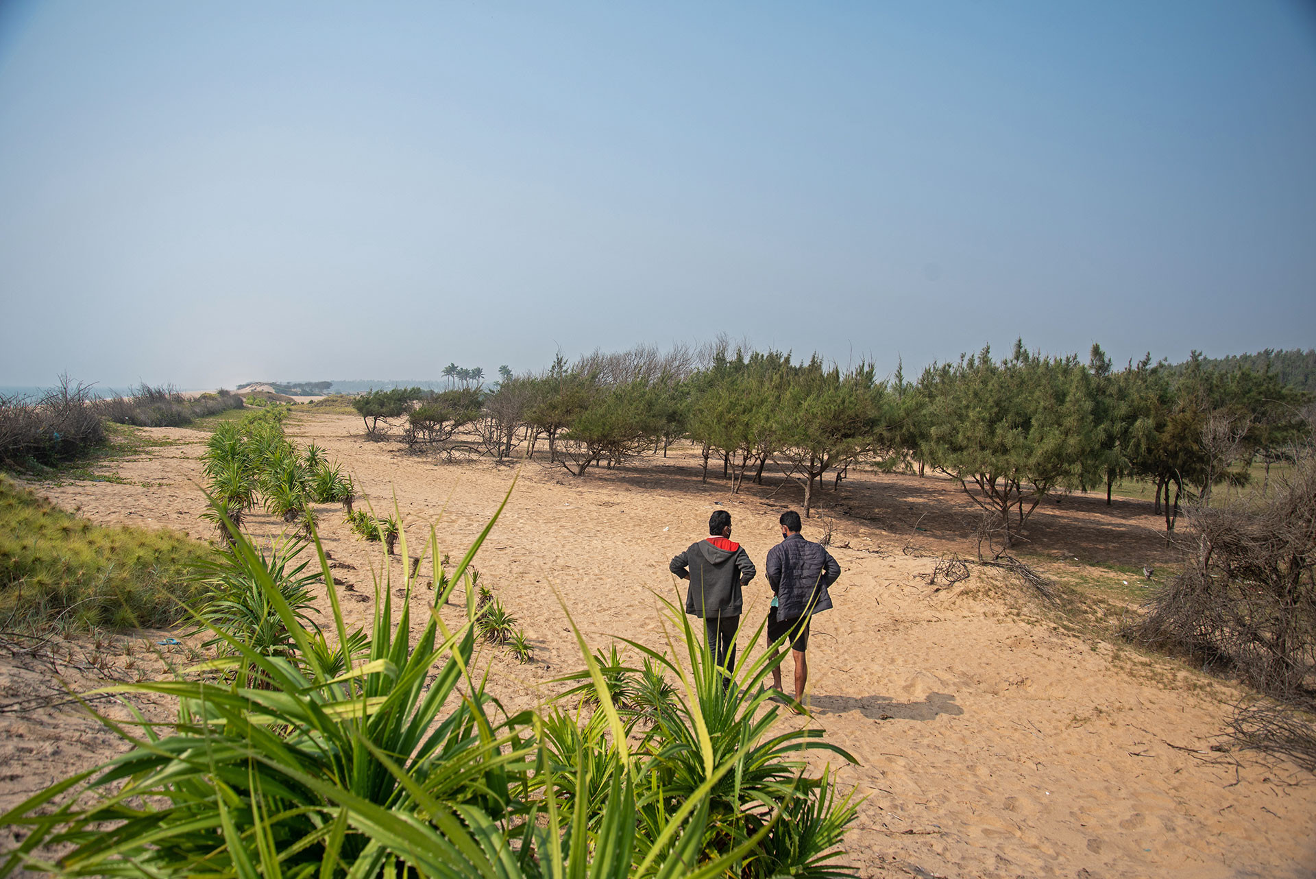 Casuarina Plantation on the beach in Tandahara Odisha