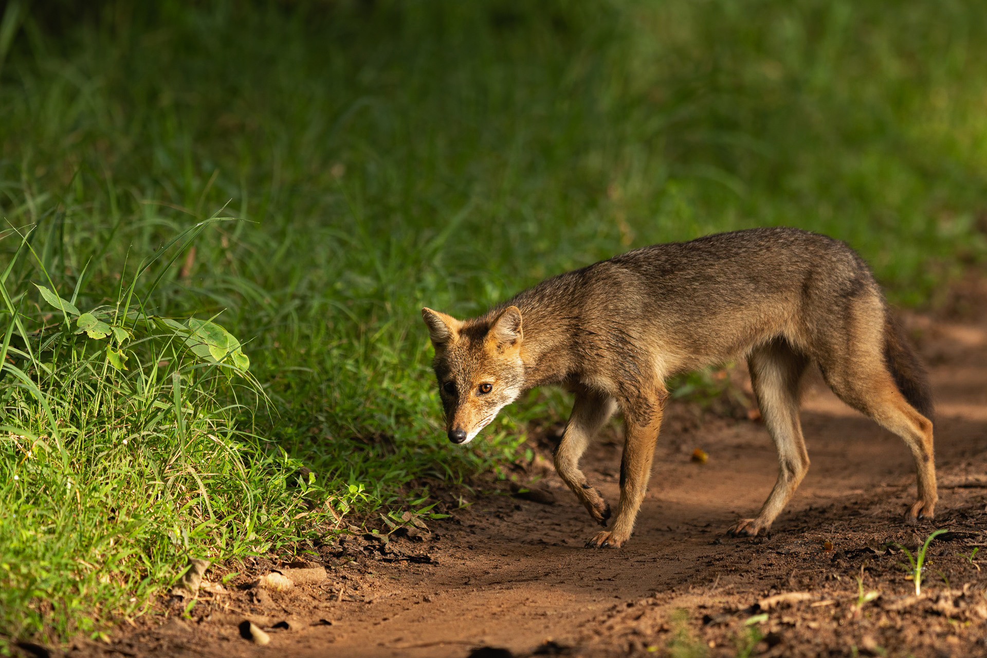 Golden Jackal in Kabini Forest