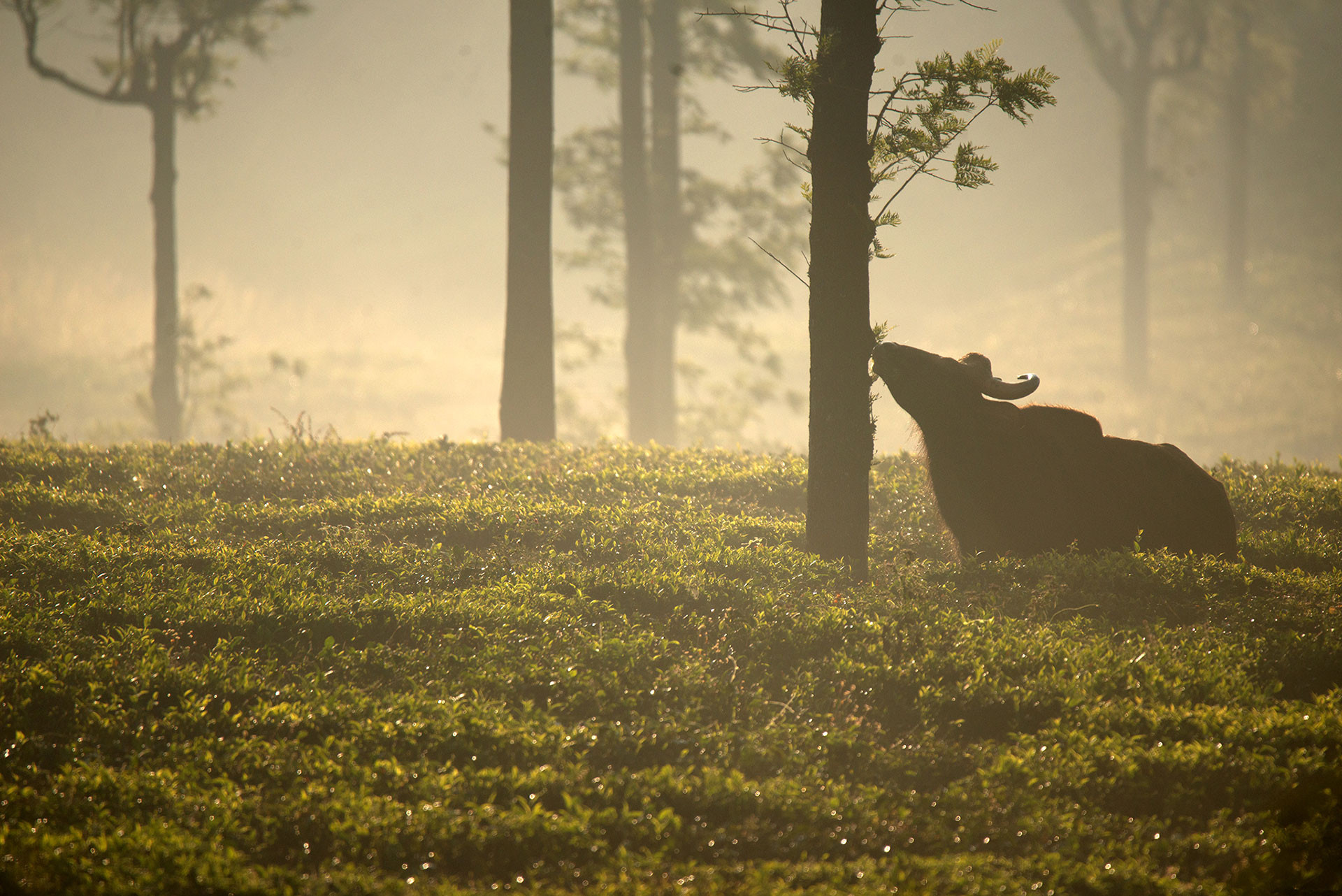 Gaur GAN | Nature Infocus