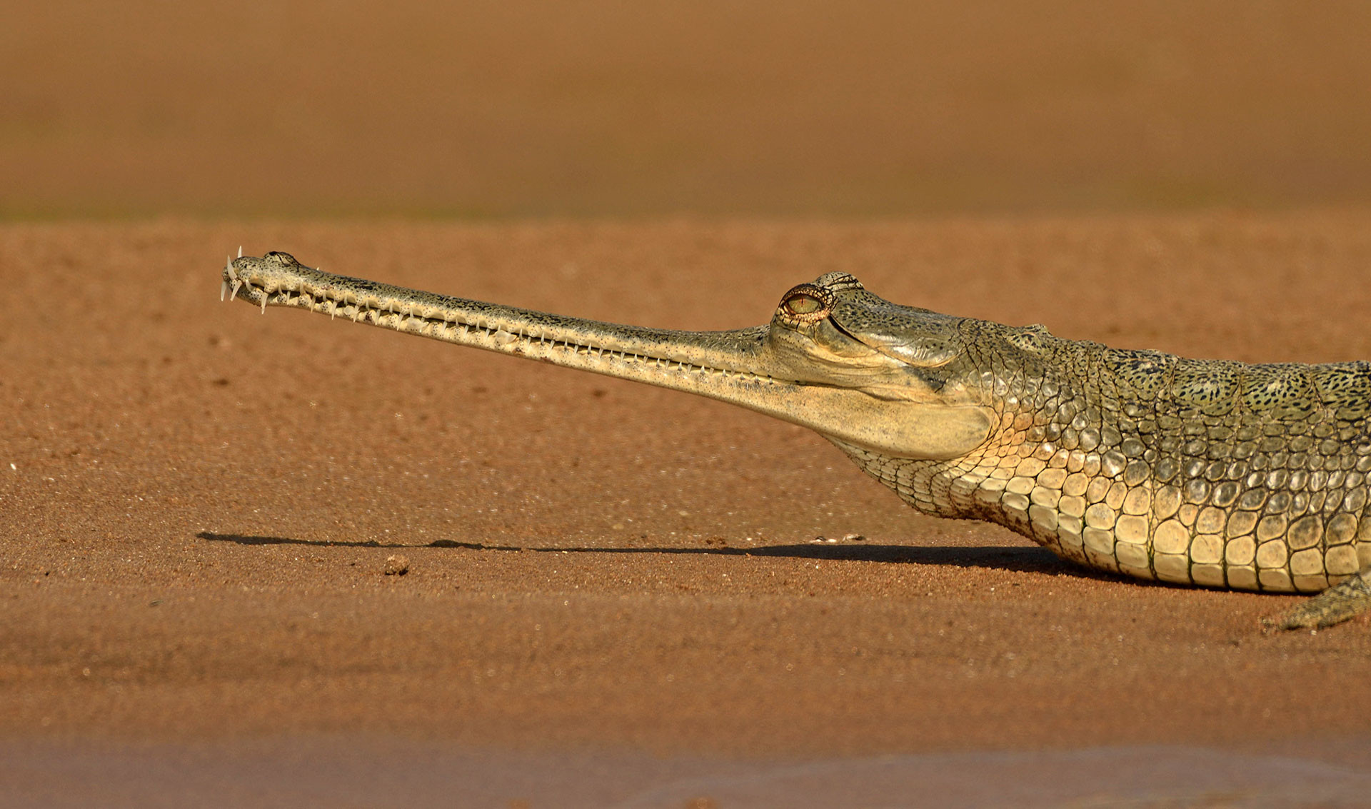 gharial Neel Gadikar | Nature Infocus