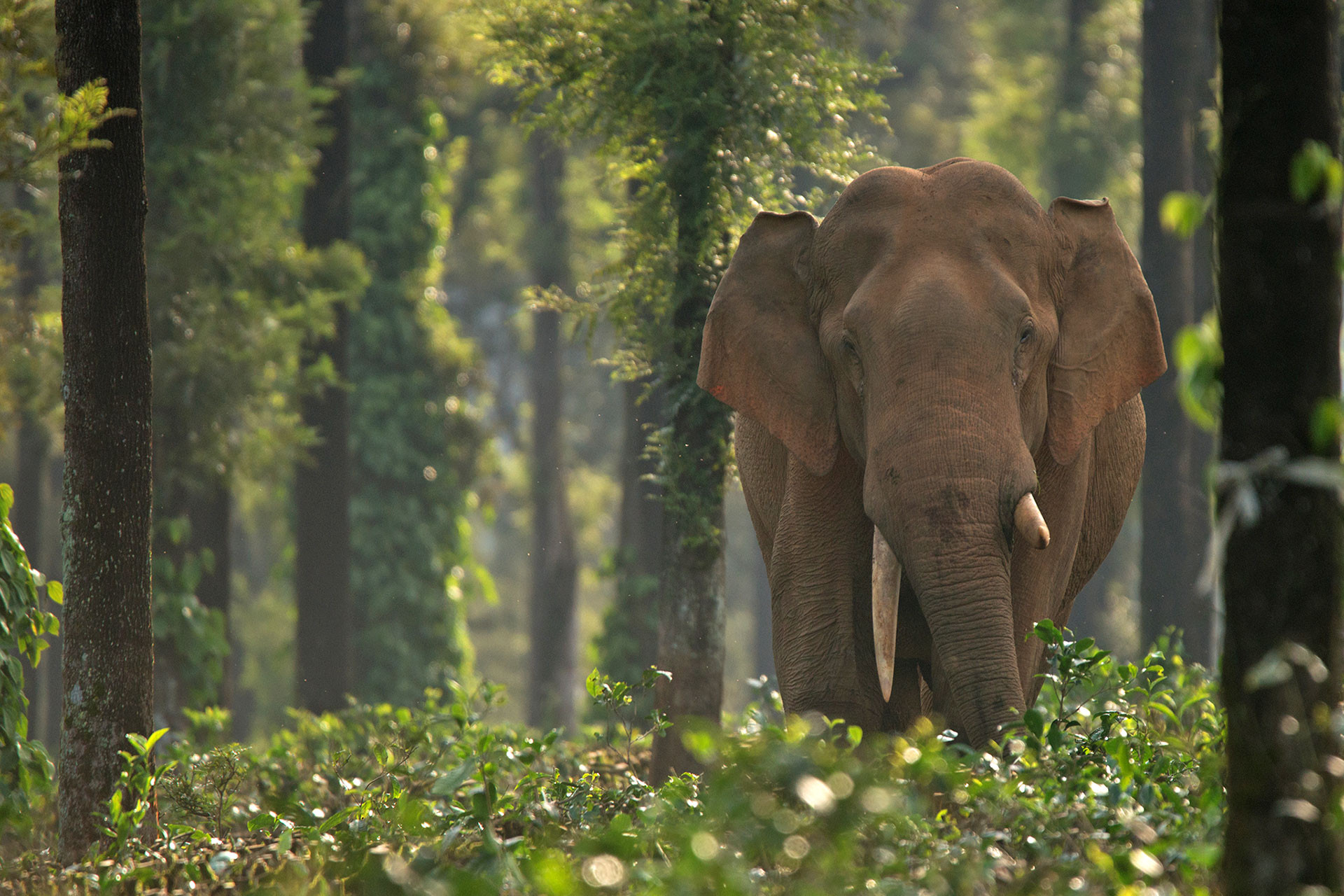 GR GAN | Nature Infocus