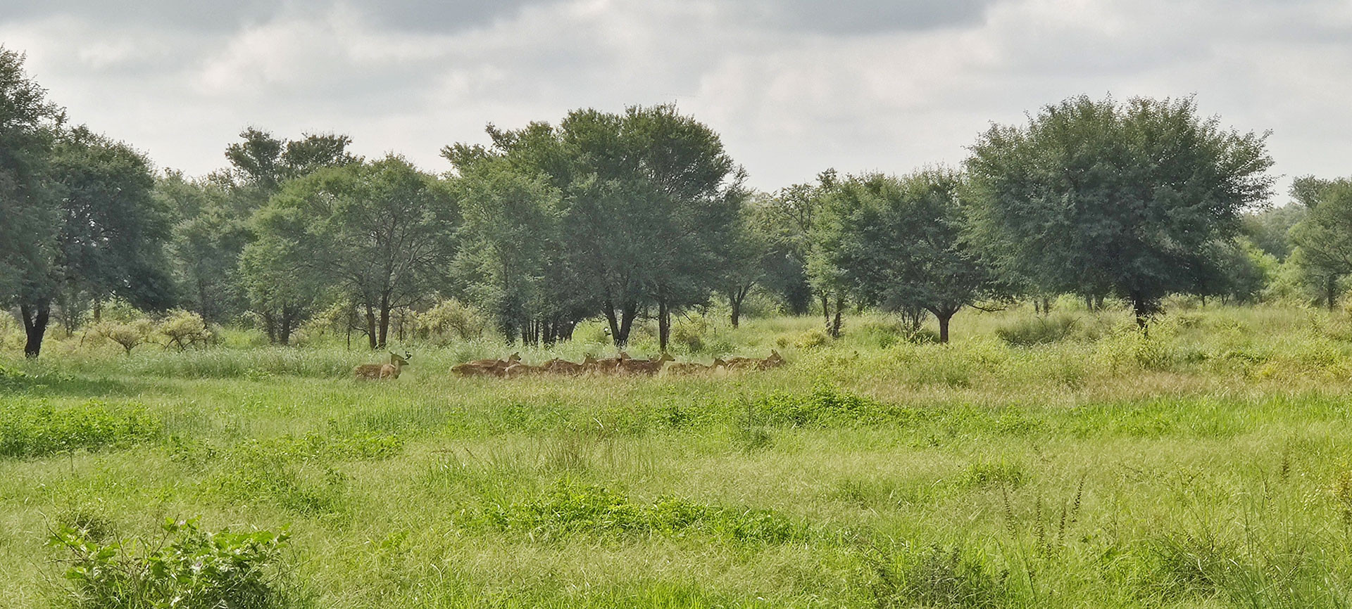 Grassland at Kuno with spotted dears | Nature Infocus