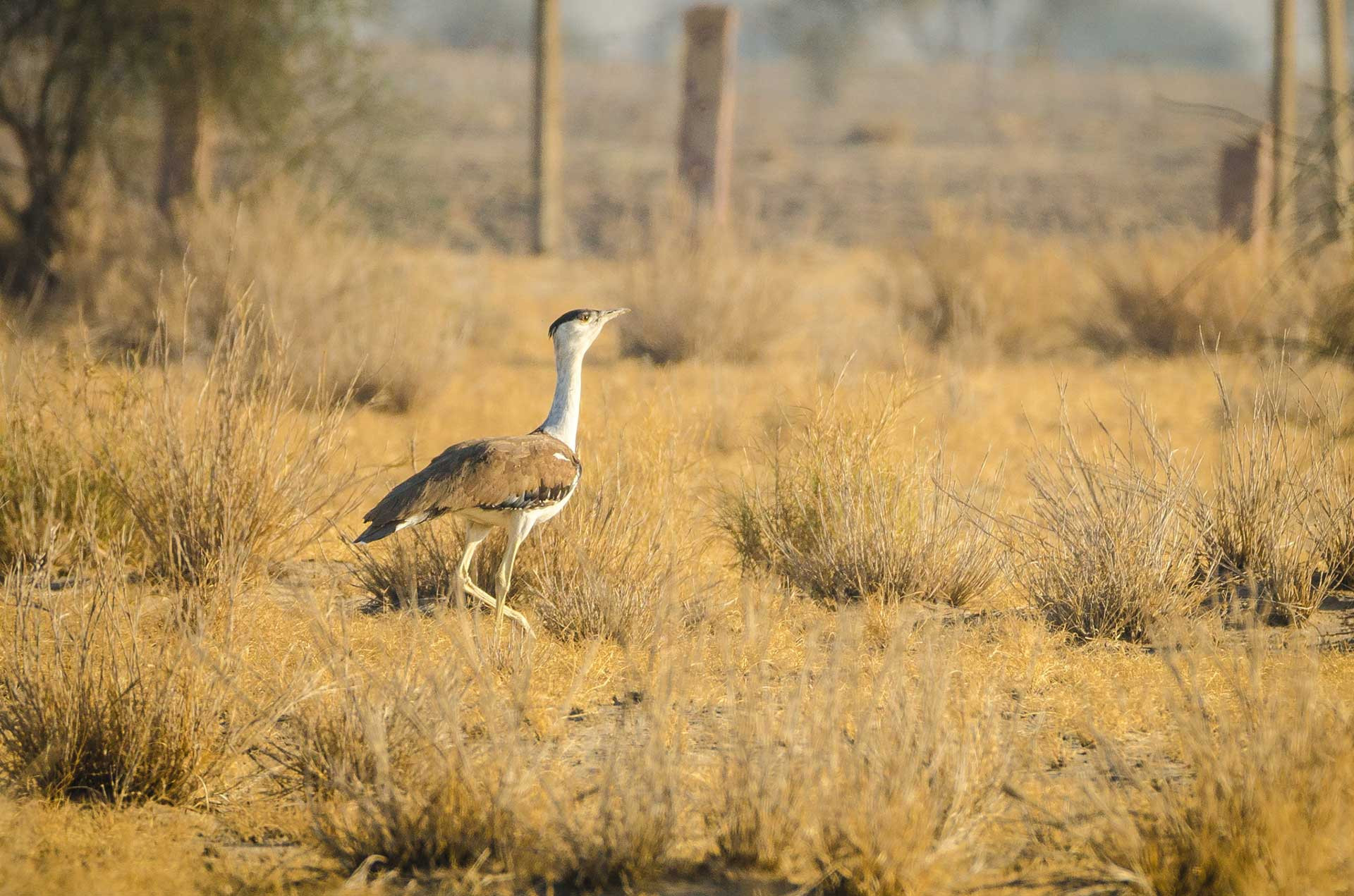 great indian bustard desert national park